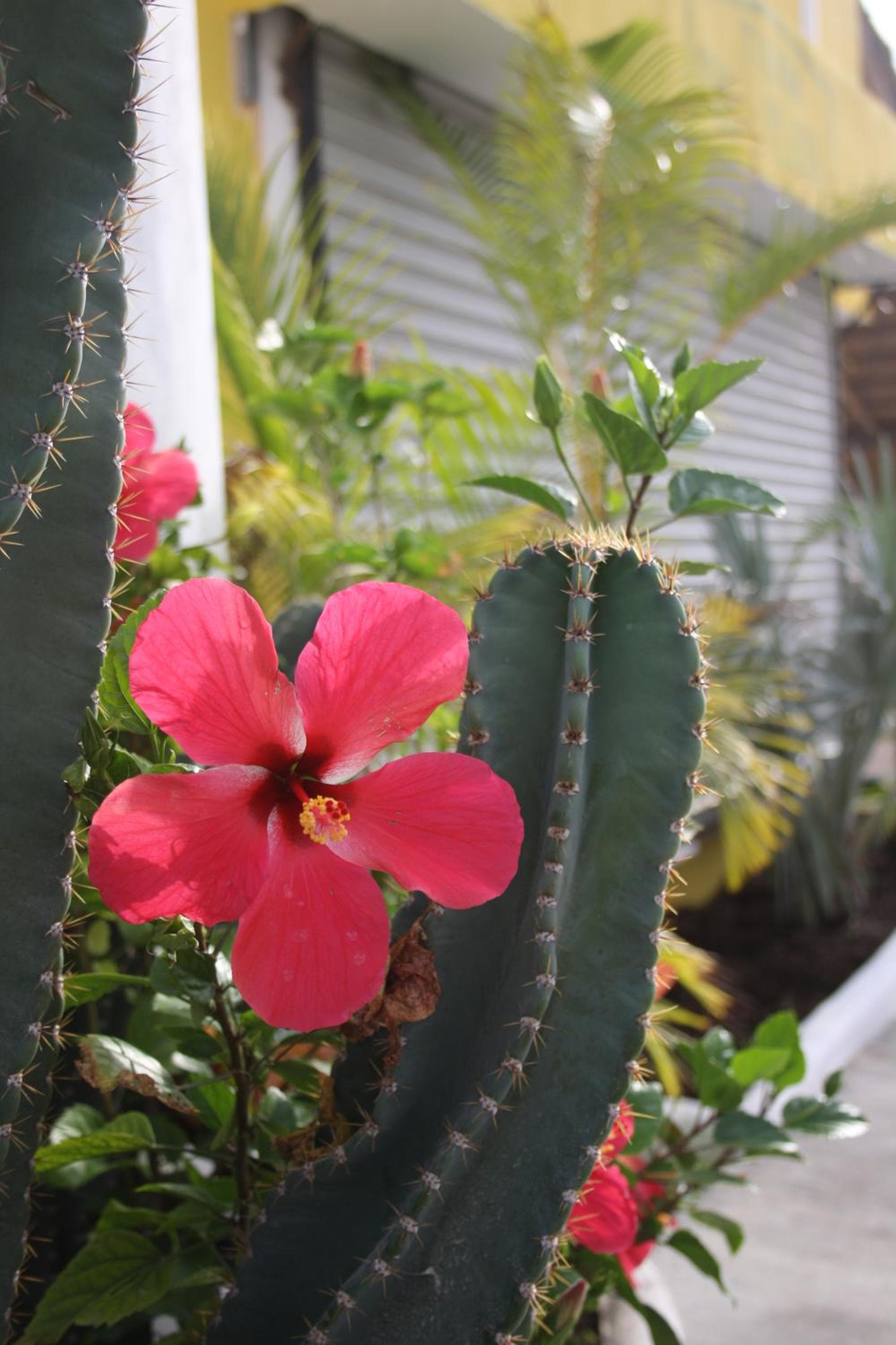 Hotel Sol Playa — 18
