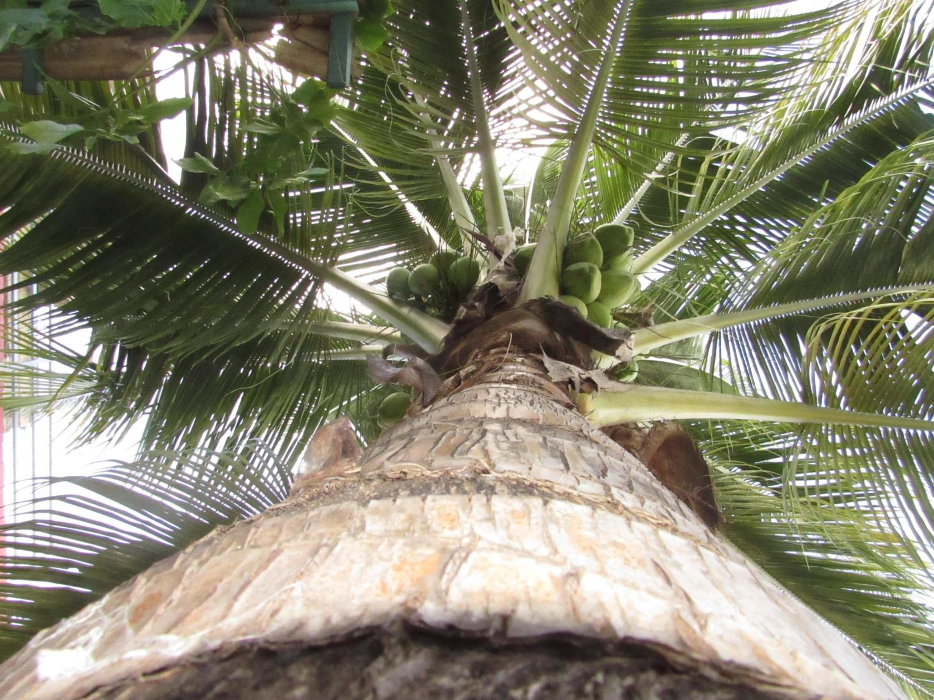 Blue Coconut Cancun Hotel — 10