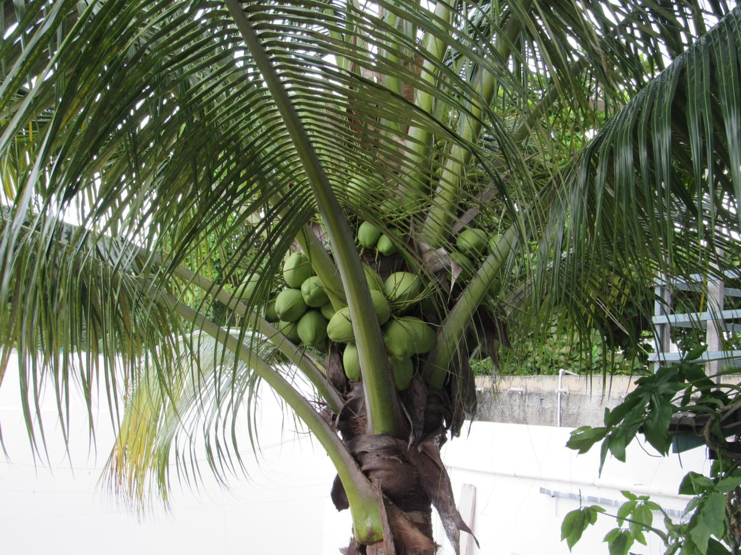 Blue Coconut Cancun Hotel — 18