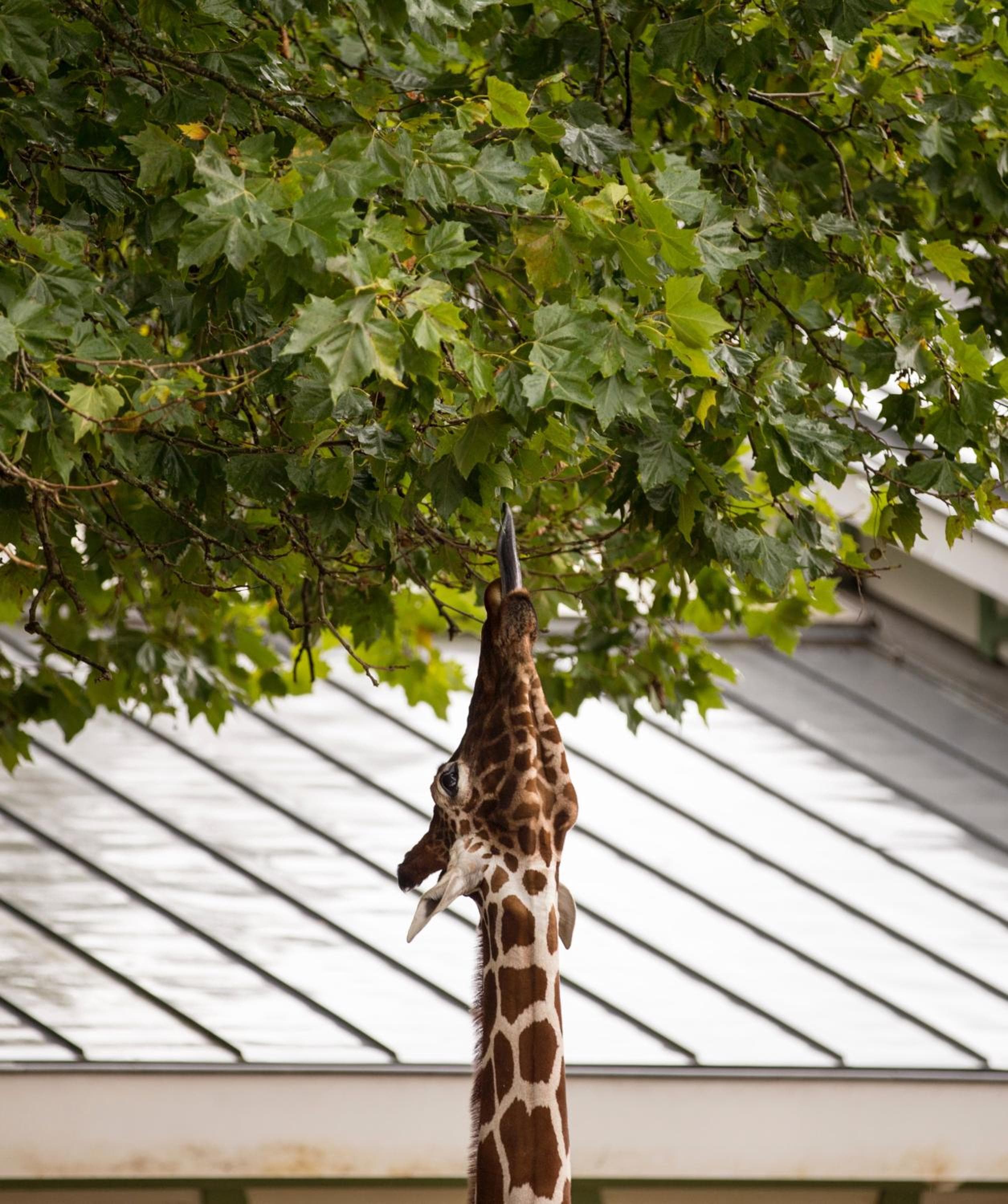 Quentin Zoo Hotel — 9
