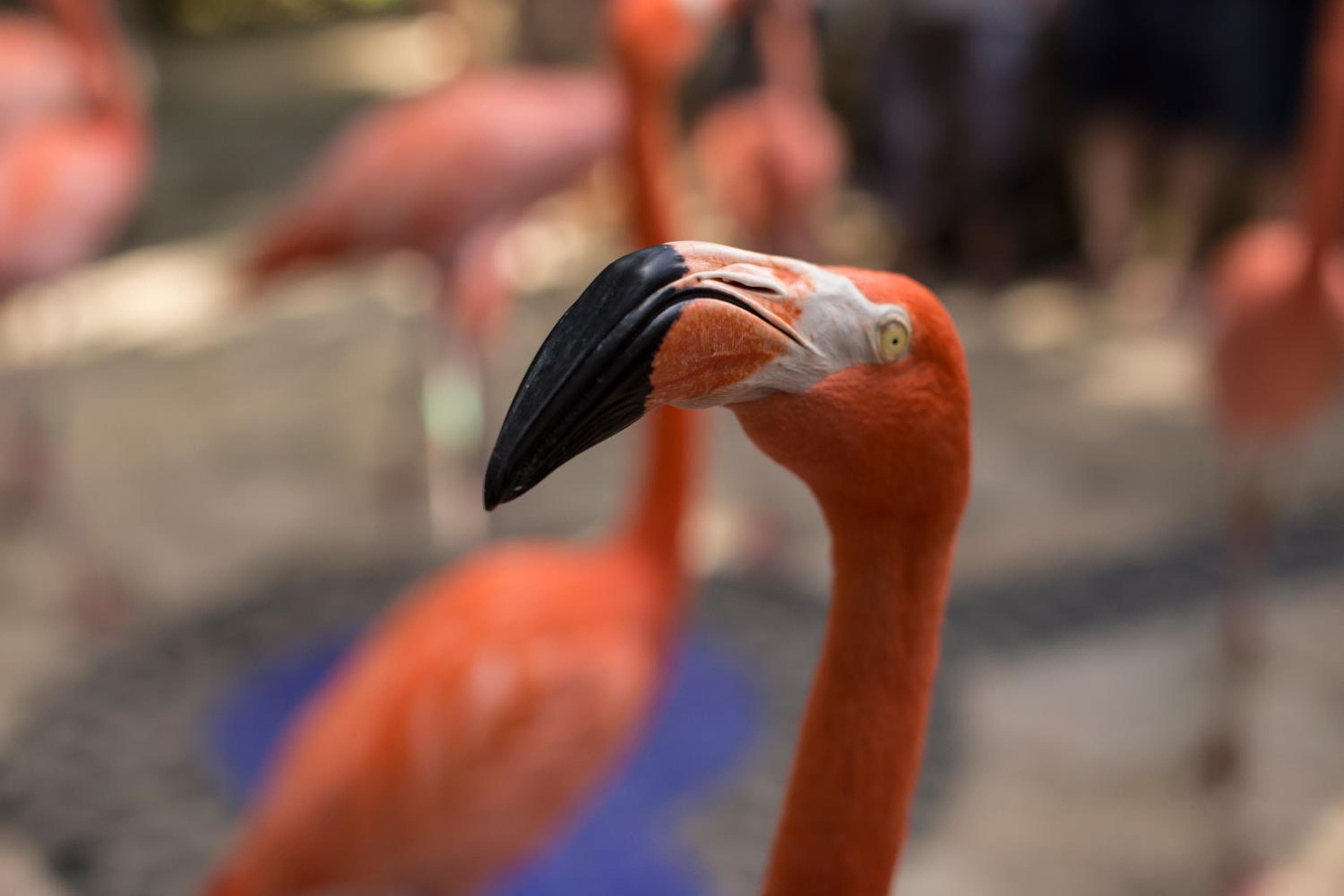 Hotel Xcaret Mexico All Parks All Fun Inclusive — 8