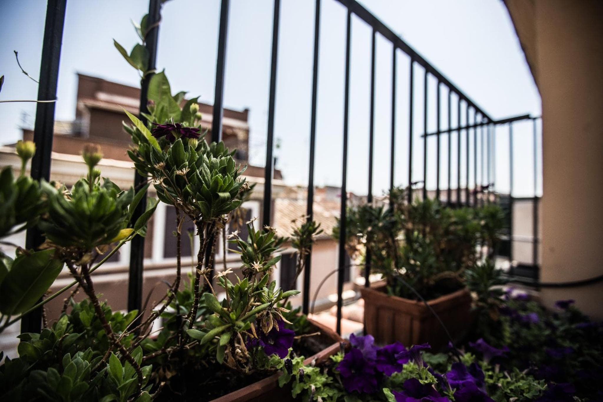 Hotel Grifo — 24