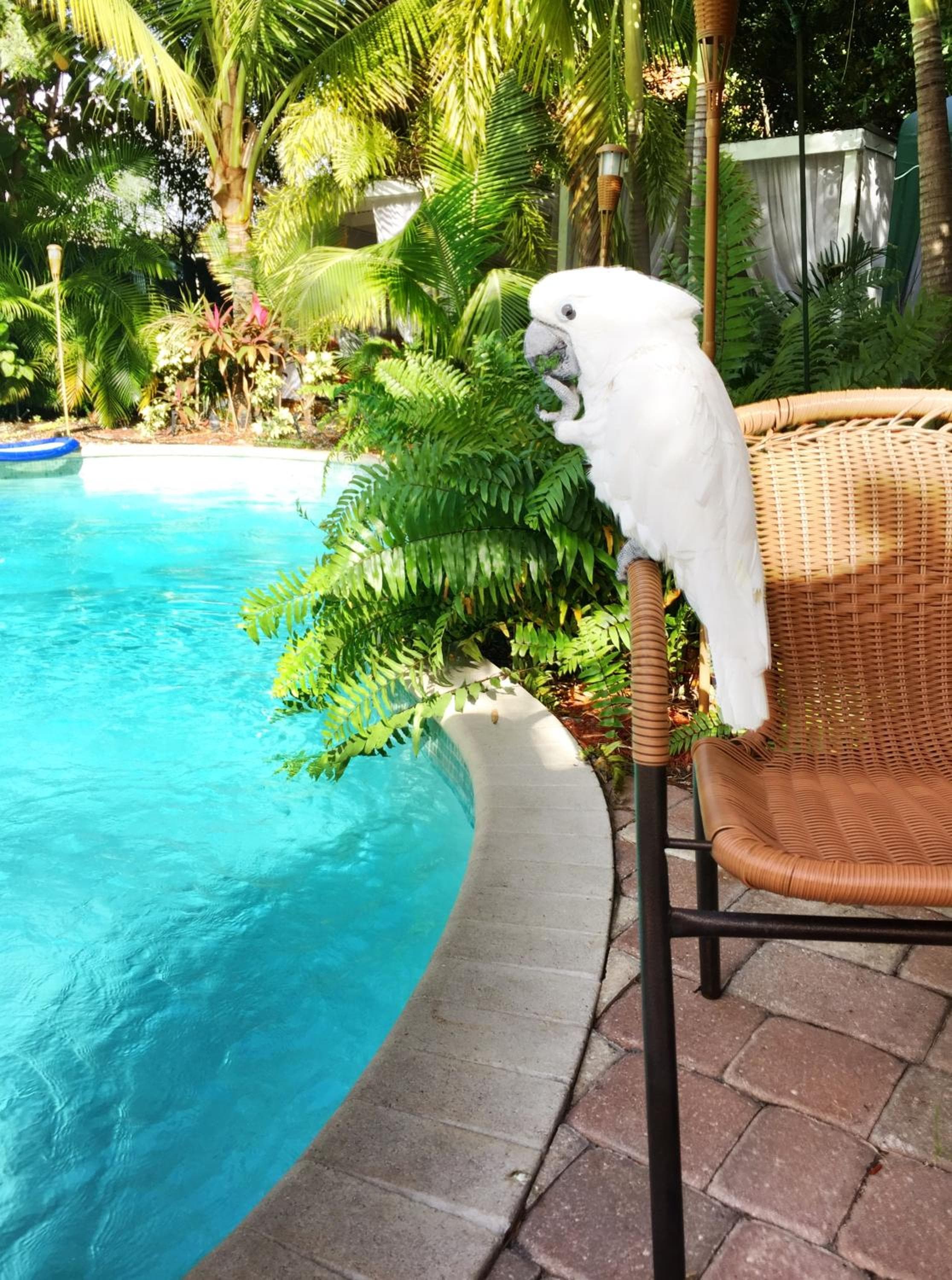 Calypso Inn Wilton Resort gay per uomini — 14