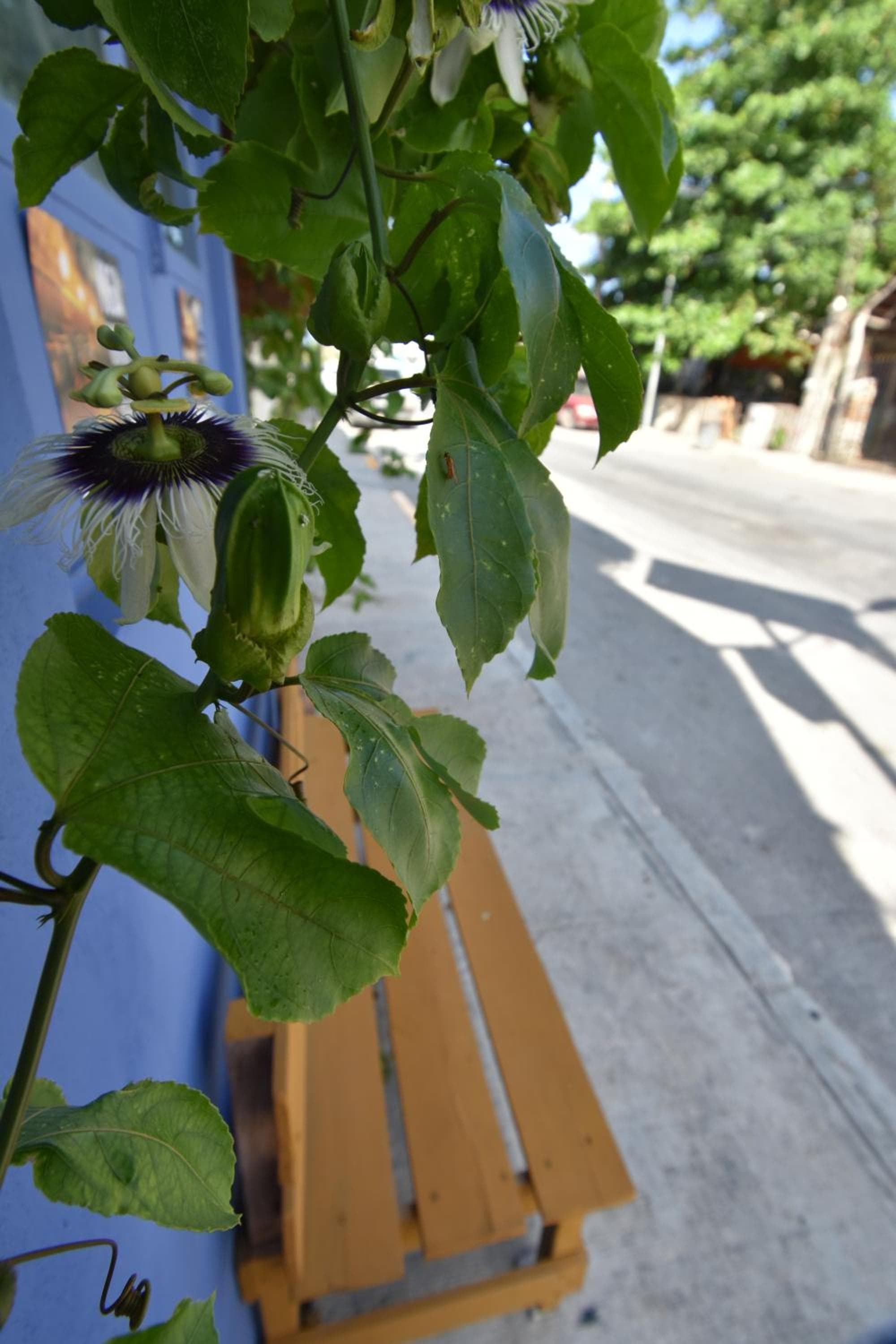 Casa Almendro — 23