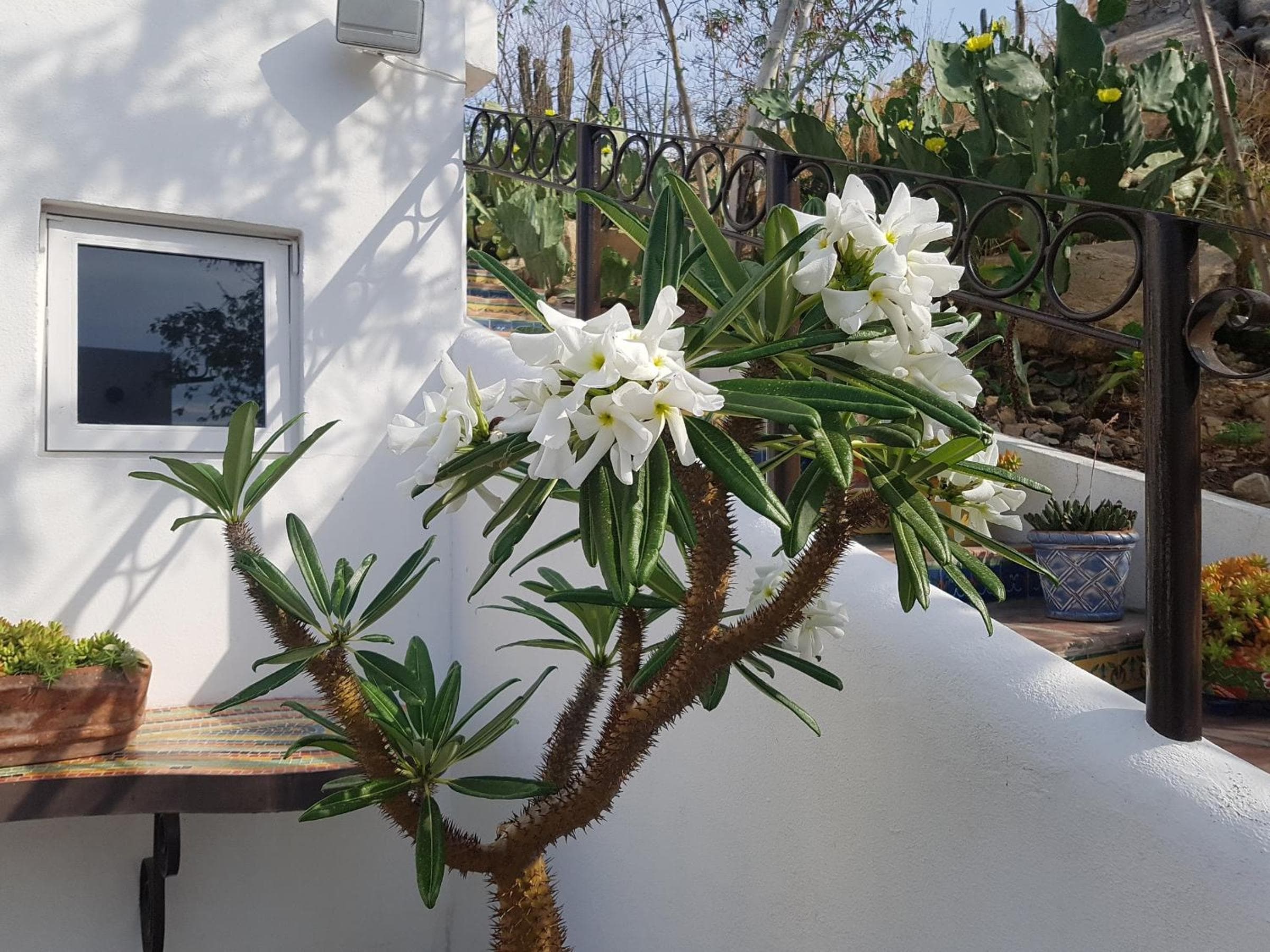 Los Milagros Hotel - Die Wunder Hotel — 15
