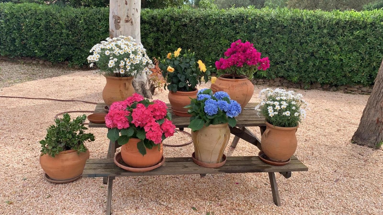 Villa Kentia Mallorca, charming and stylish country house close to Palma — 19