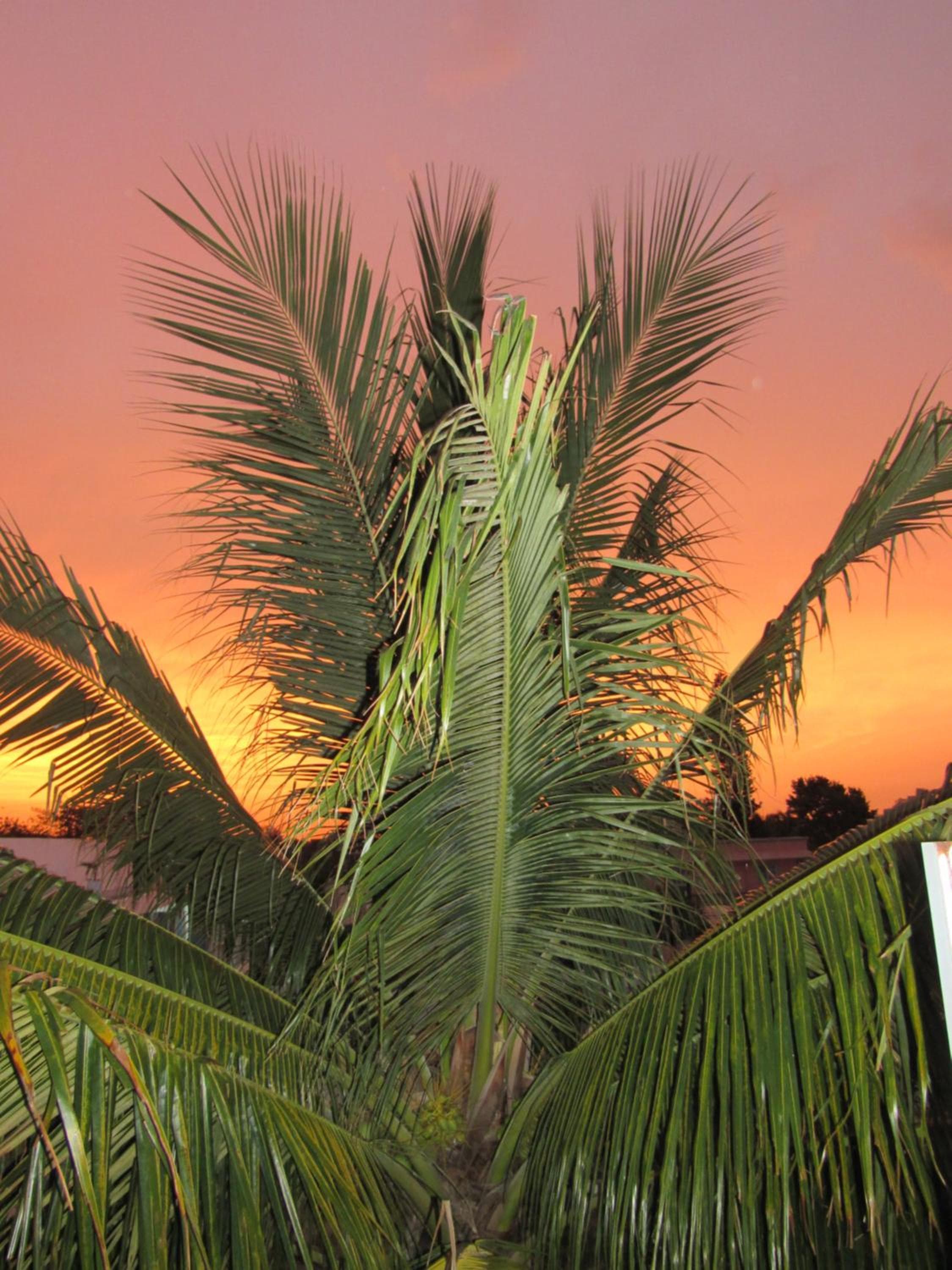 Hotel Blue Coconut Cancun — 20
