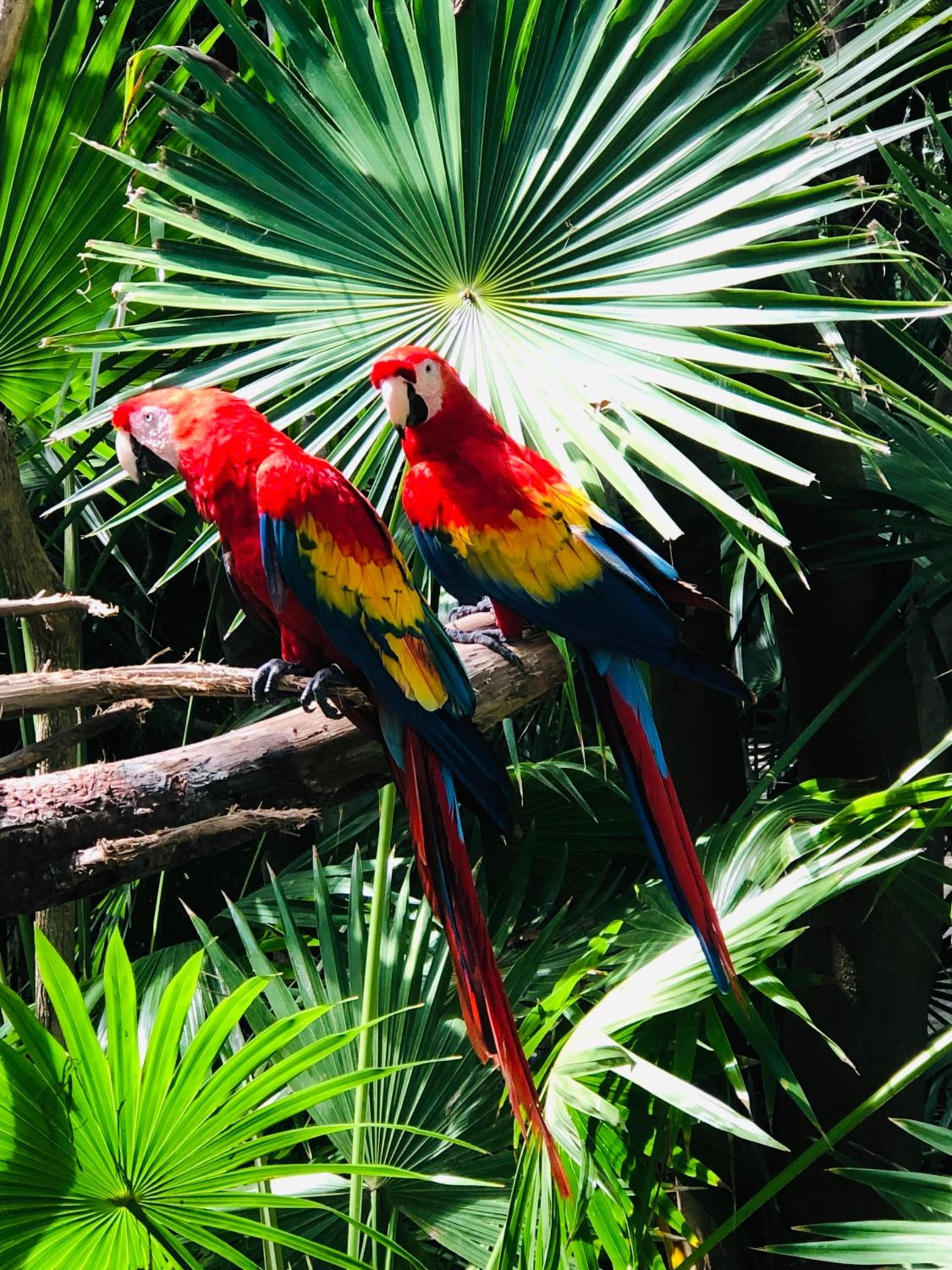 La Hacienda Hotel, at Xcaret — 30