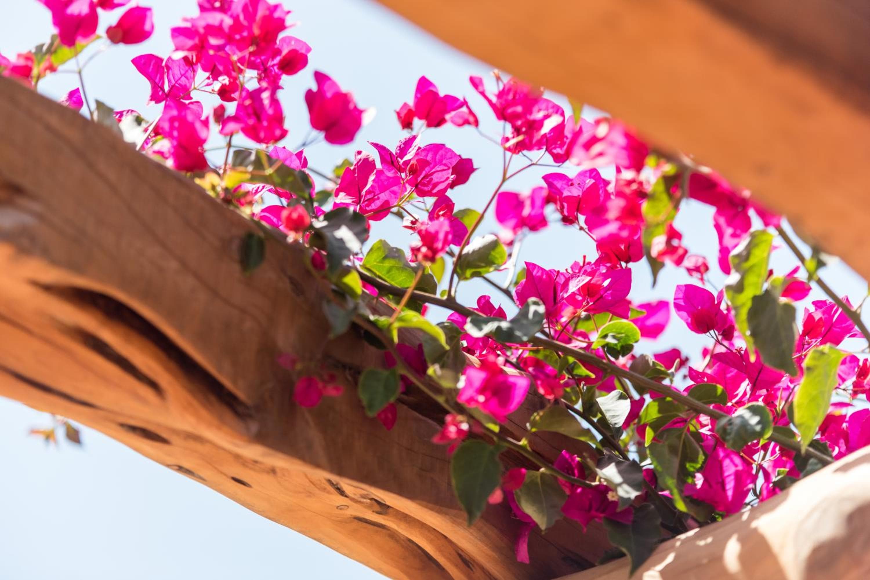 Valley Club Ibiza - Boutique Agroturismo — 9