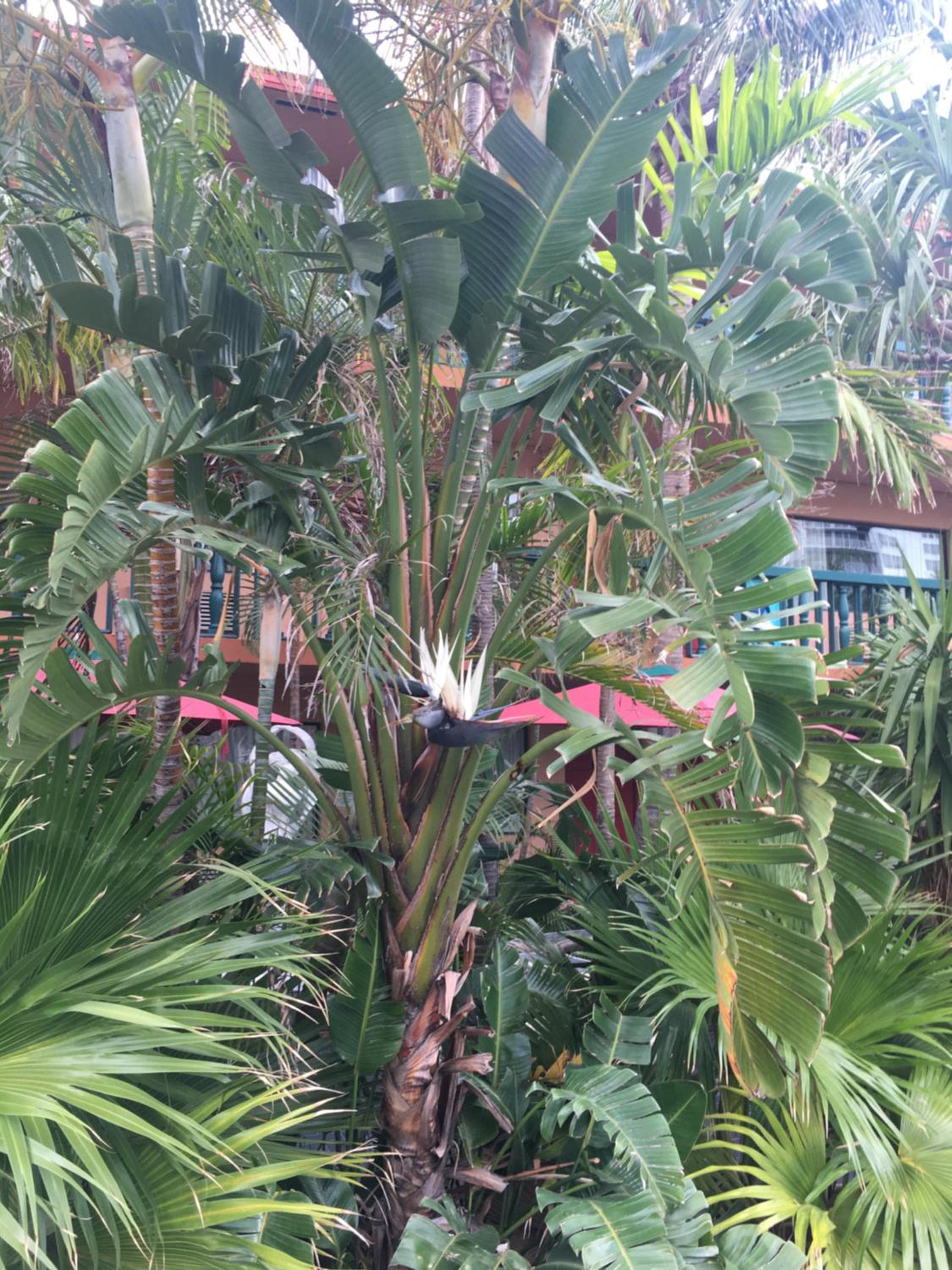 Ft. Lauderdale Beach Resort Hotel — 8