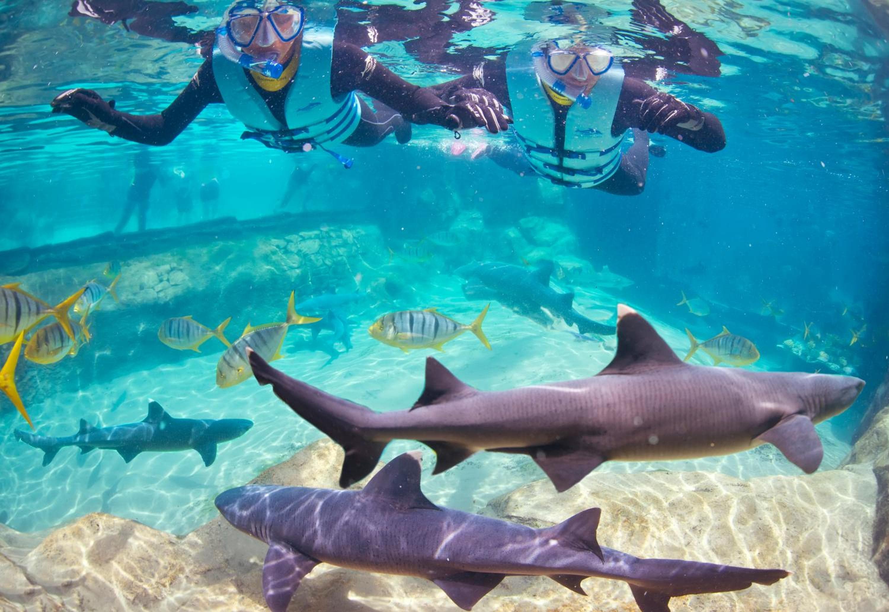 Staybridge Suites Orlando at SeaWorld by IHG - Free Breakfast & Shuttle to SeaWorld Parks — 2