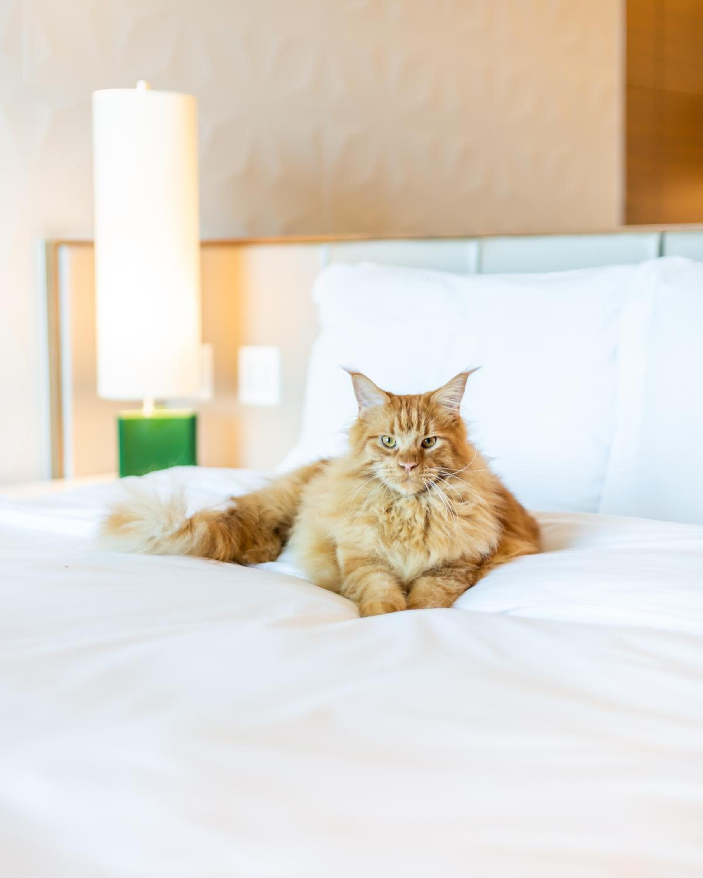 Sofitel Mexico City Reforma hotel, 297 Avenue Paseo De La Reforma, Mexico City, Mexico — photo 64