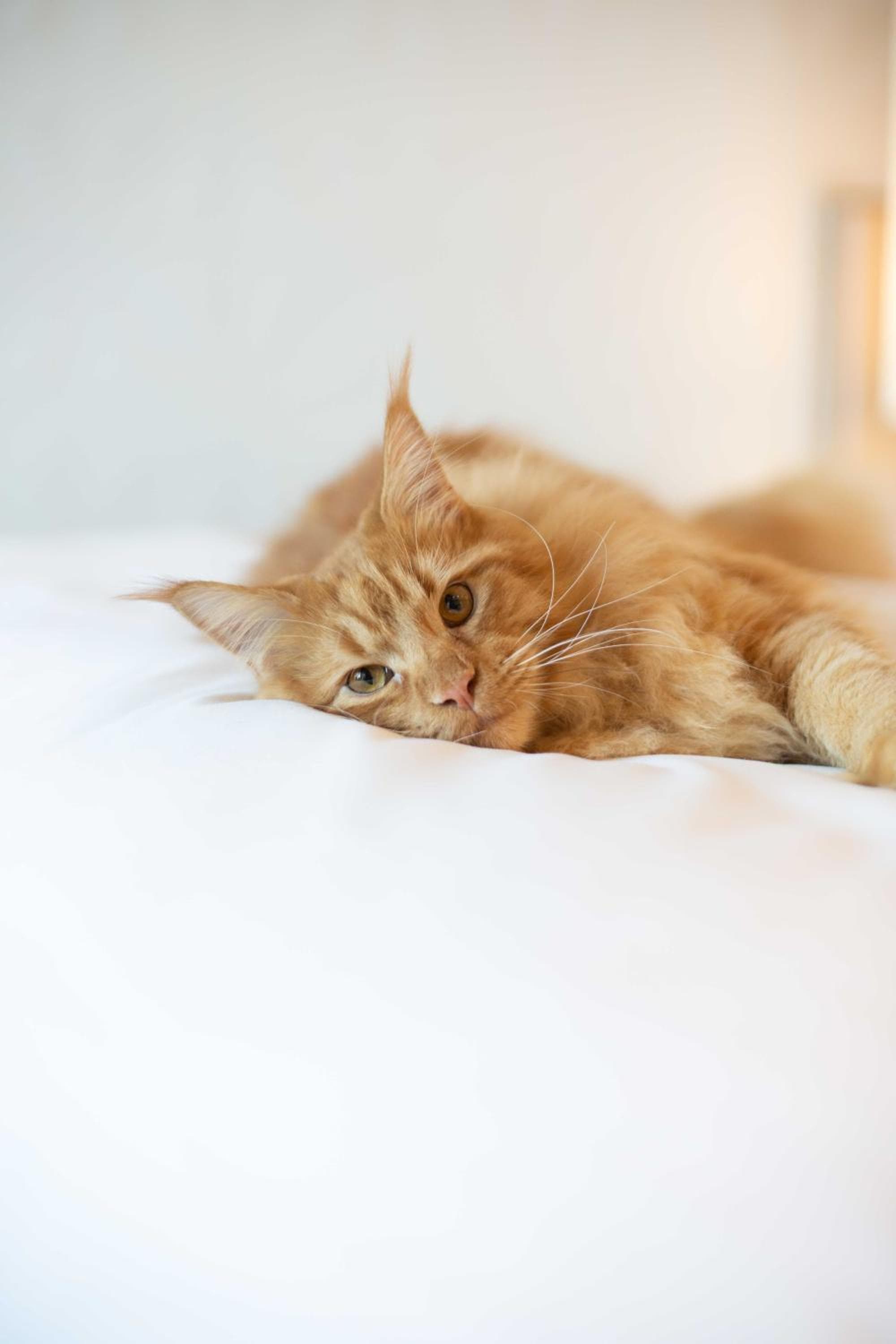 Sofitel Mexico City Reforma hotel, 297 Avenue Paseo De La Reforma, Mexico City, Mexico — photo 107