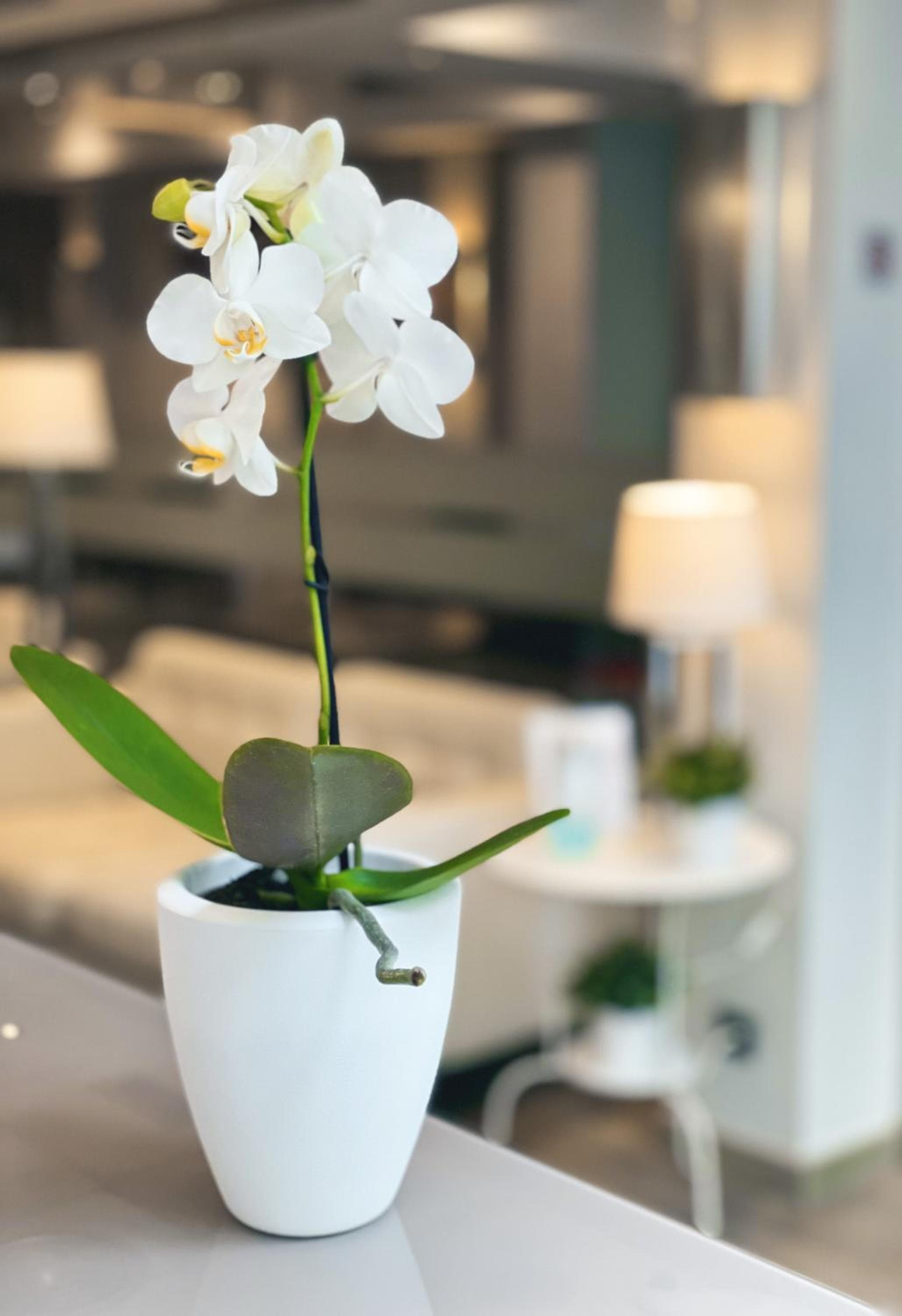 SM Hotel Sant Antoni — 11