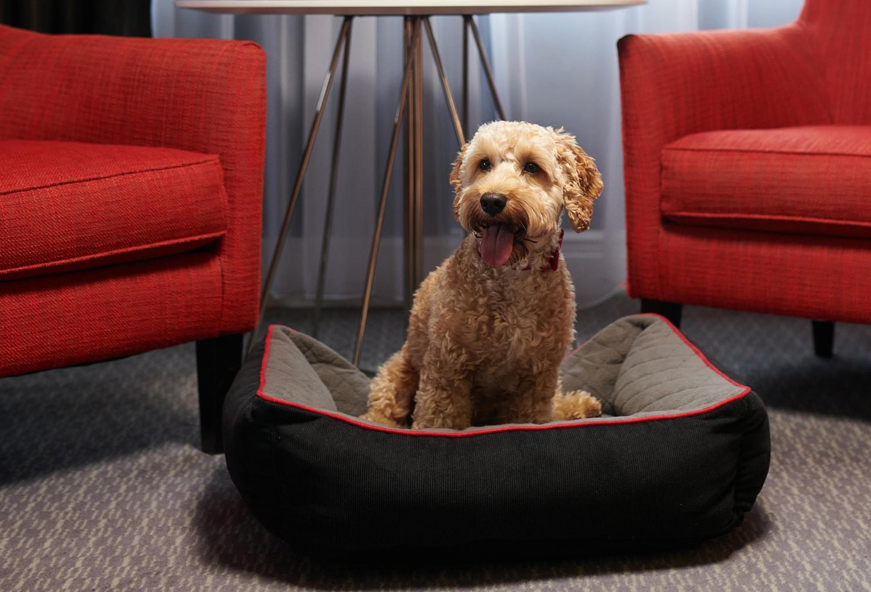 The Dilly hotel, 21 Piccadilly, London, United Kingdom — photo 41