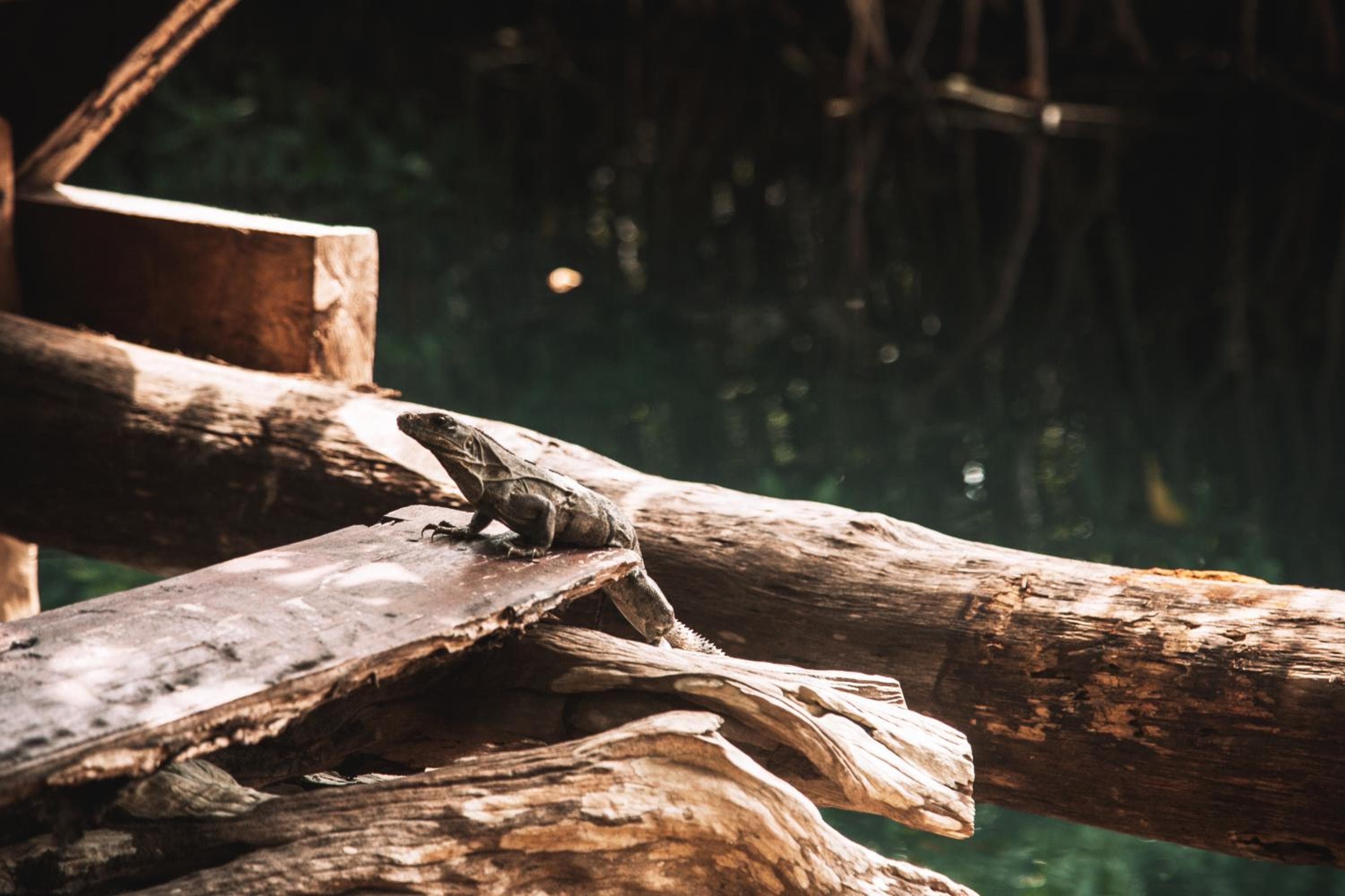 Uman Glamping & Cenote Tulum — 3
