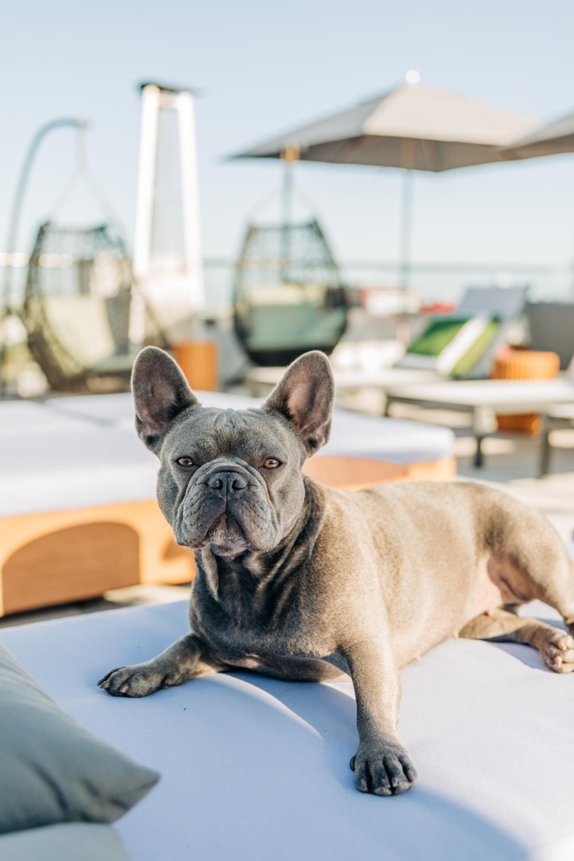 Montrose at Beverly Hills hotel, 900 Hammond Street, Los Angeles, United States — photo 39