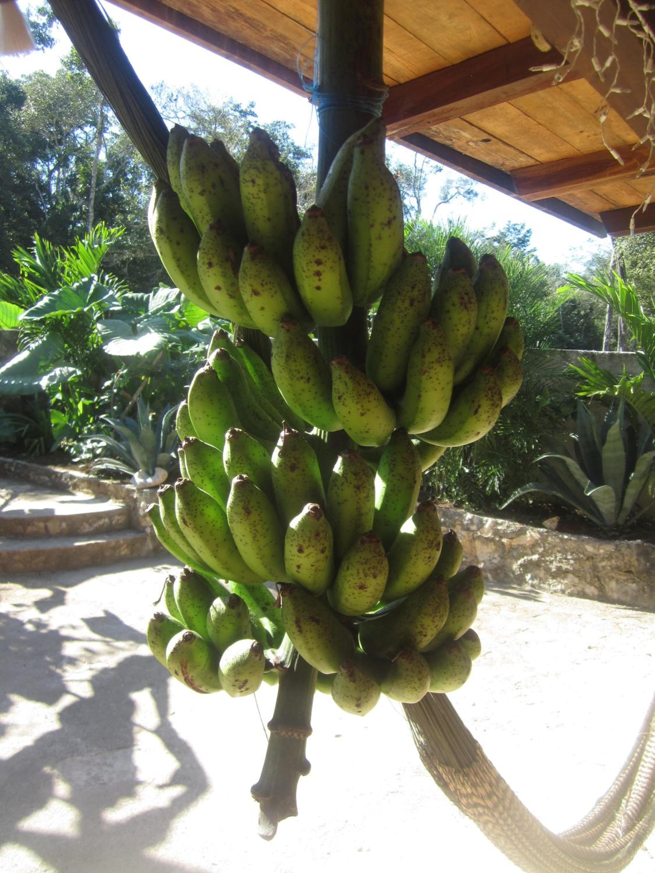 Casa Mango — 23