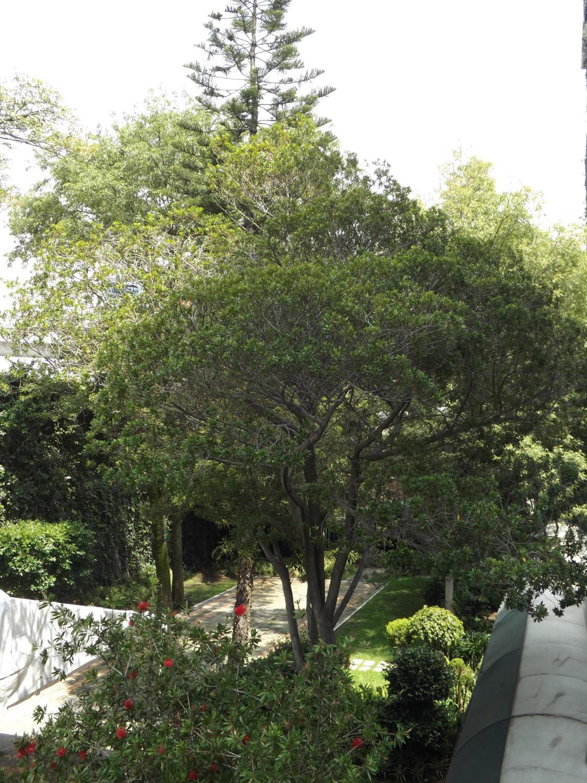 Pedregal Palace — 22