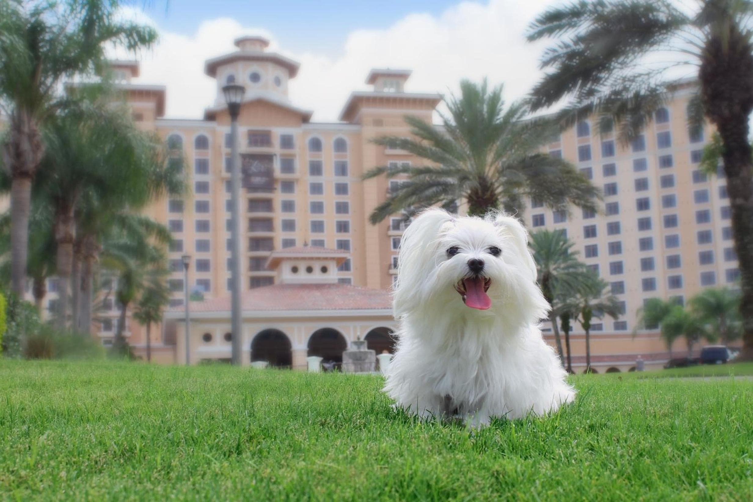 Rosen Shingle Creek Universal Boulevard — 9