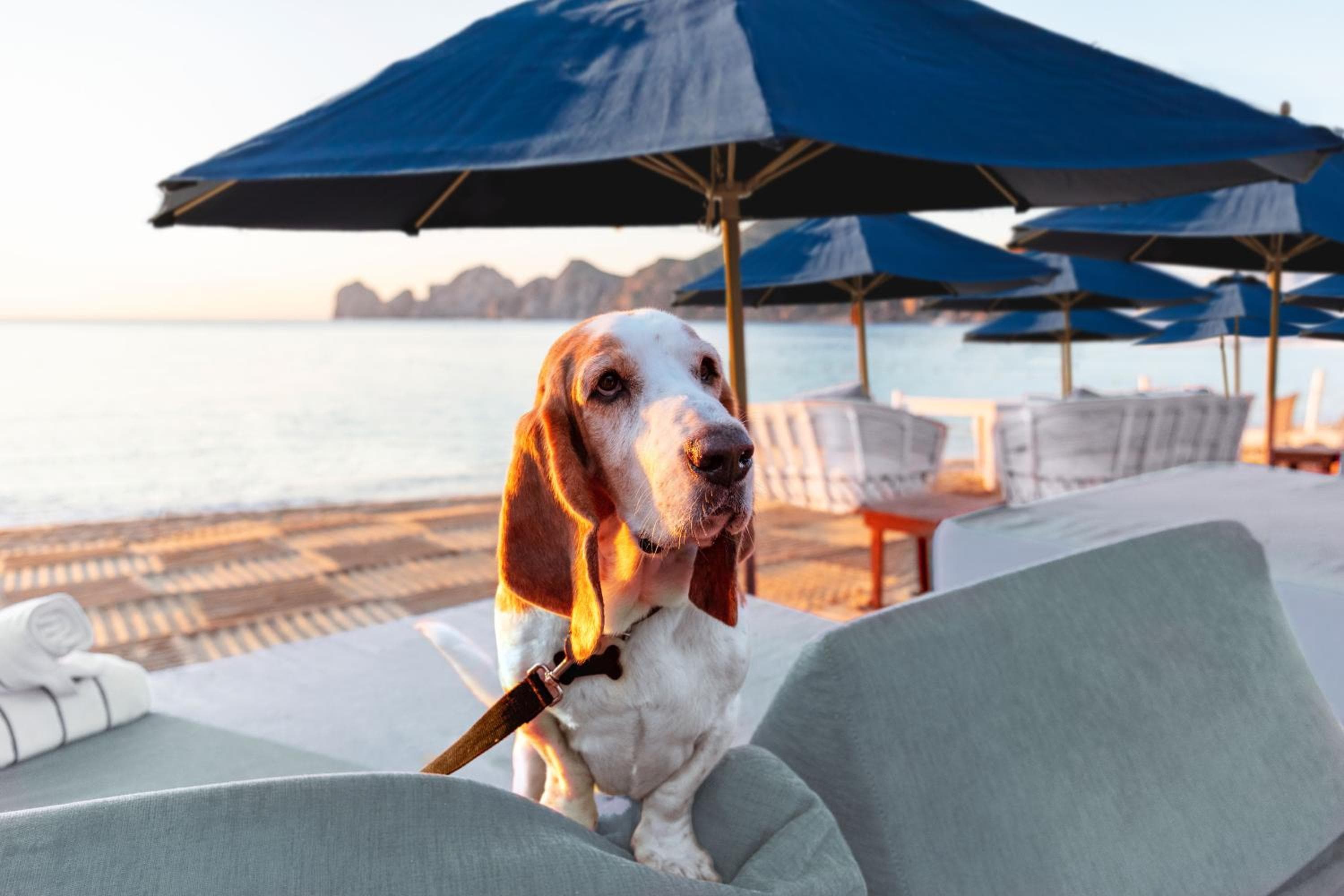 Corazón Cabo, a Noble House Resort — 22