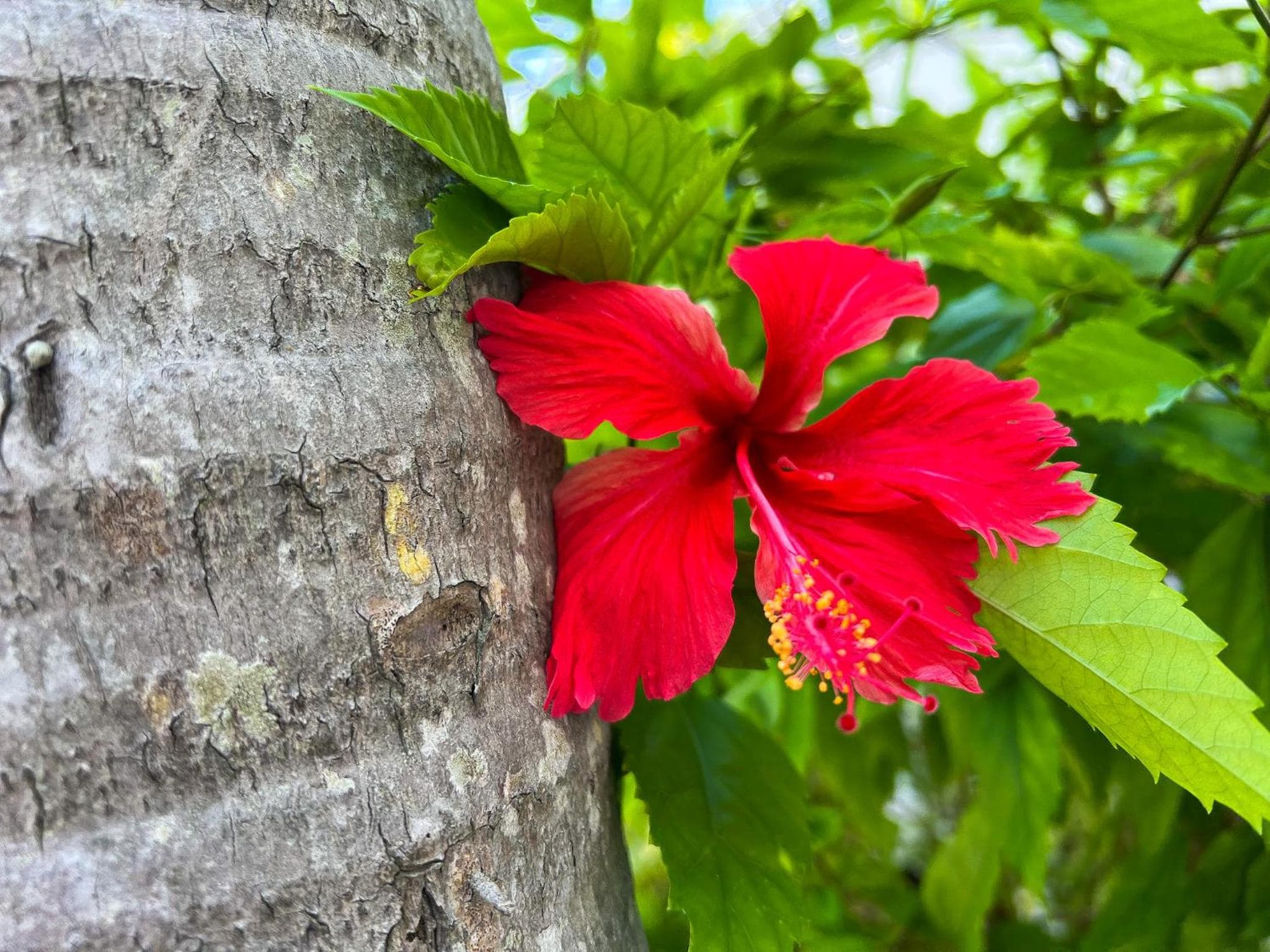 Royal Palms Resort & Spa — 6