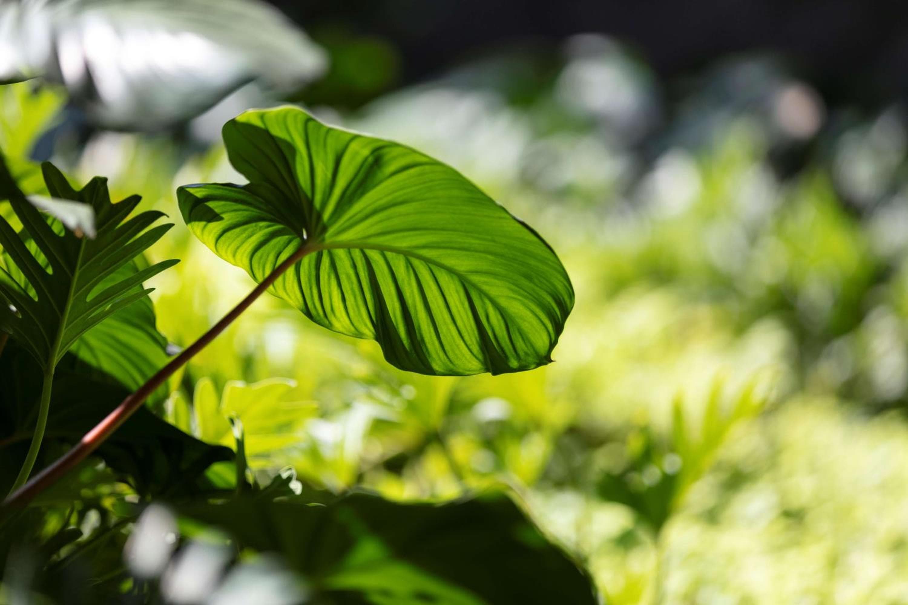 Sindhorn Kempinski Hotel Bangkok hotel, 80 Soi Tonson, Lumphini, Pathumwan, Bangkok, Thailand — photo 135