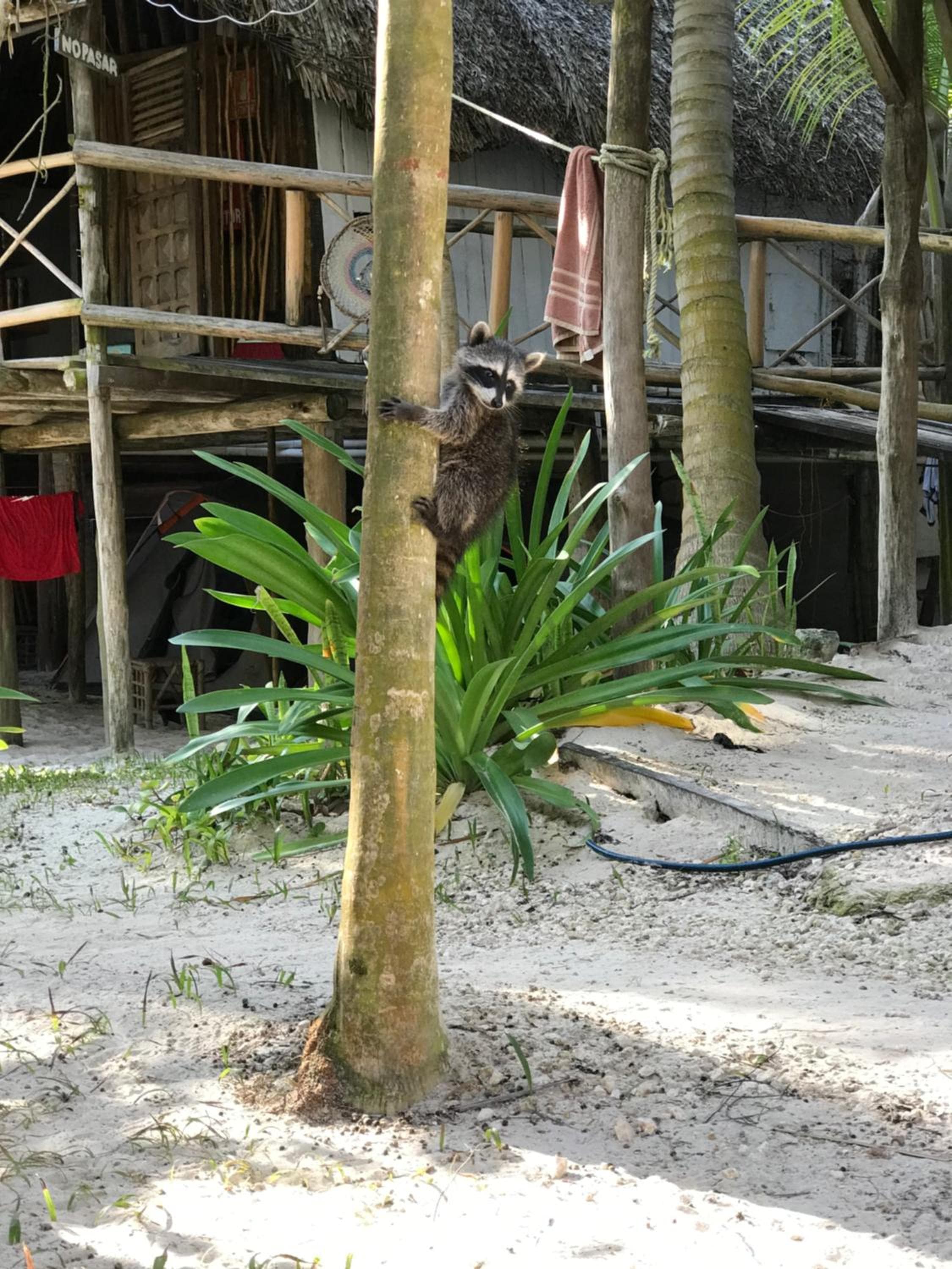 Chavez Eco Beach Camping and Cabañas — 18