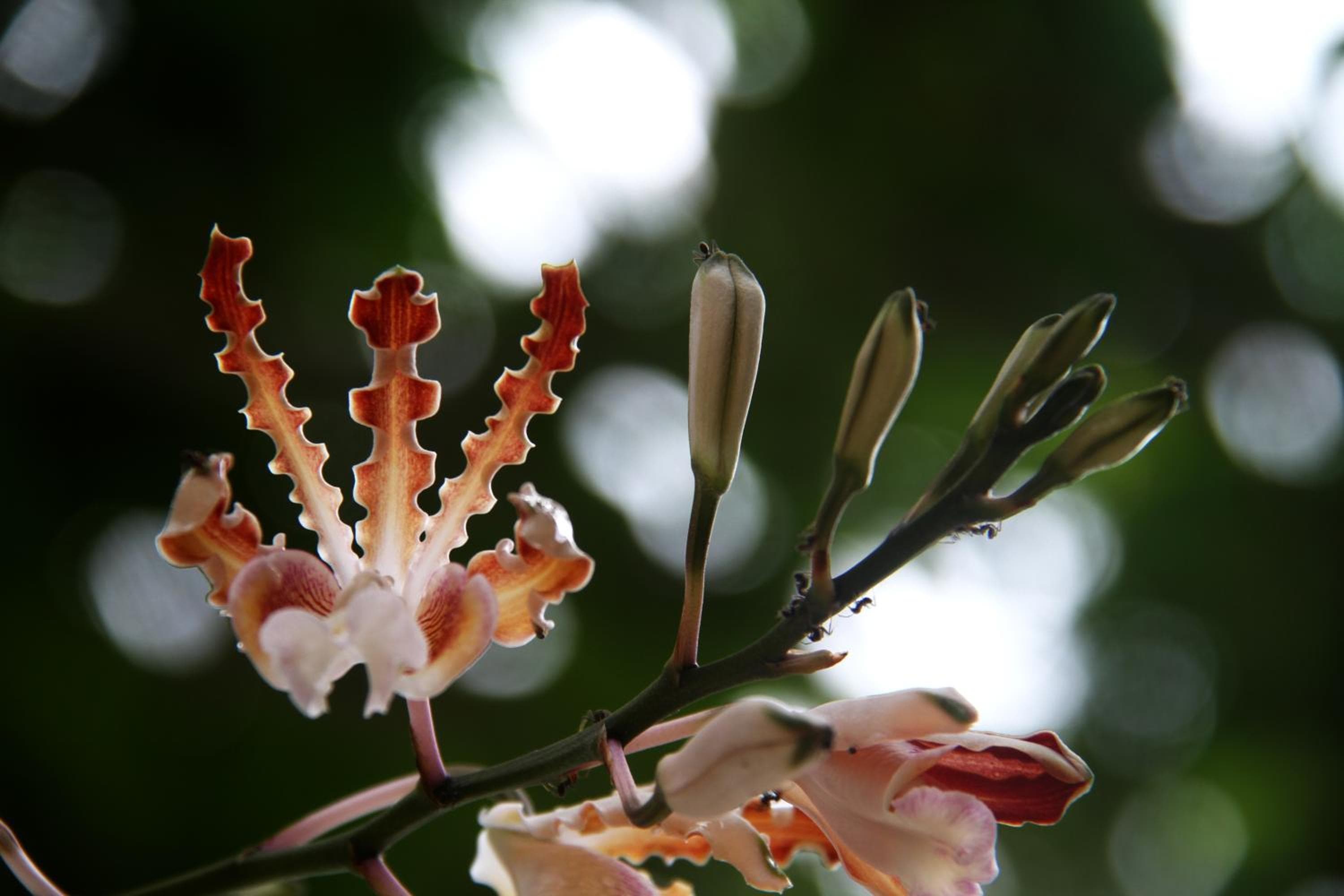 Casa Colibrí Tankah — 12