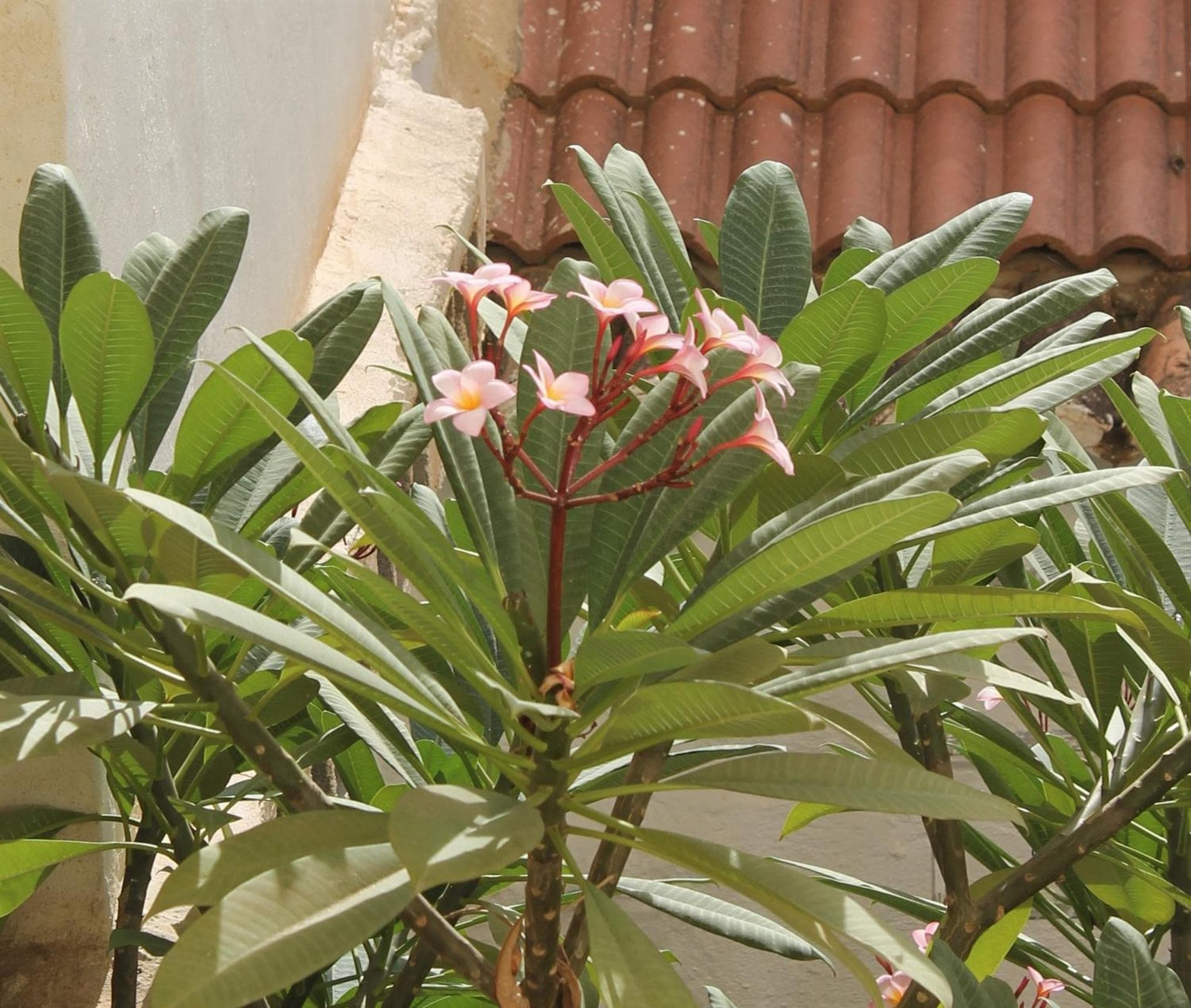 Casa Vittoria — 20