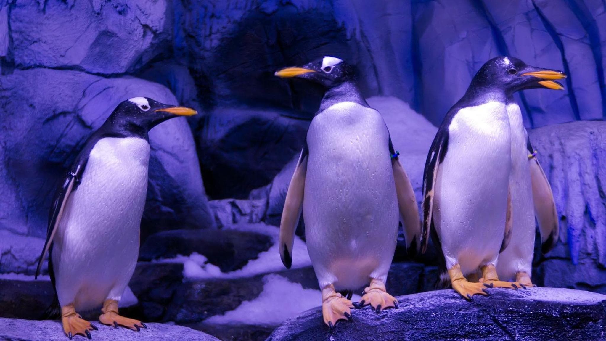 Crowne Plaza Florya Istanbul by IHG hotel, Senlikkoy Mah. Yesilkoy Halkali Cad. No:95, Istanbul, Turkey — photo 155