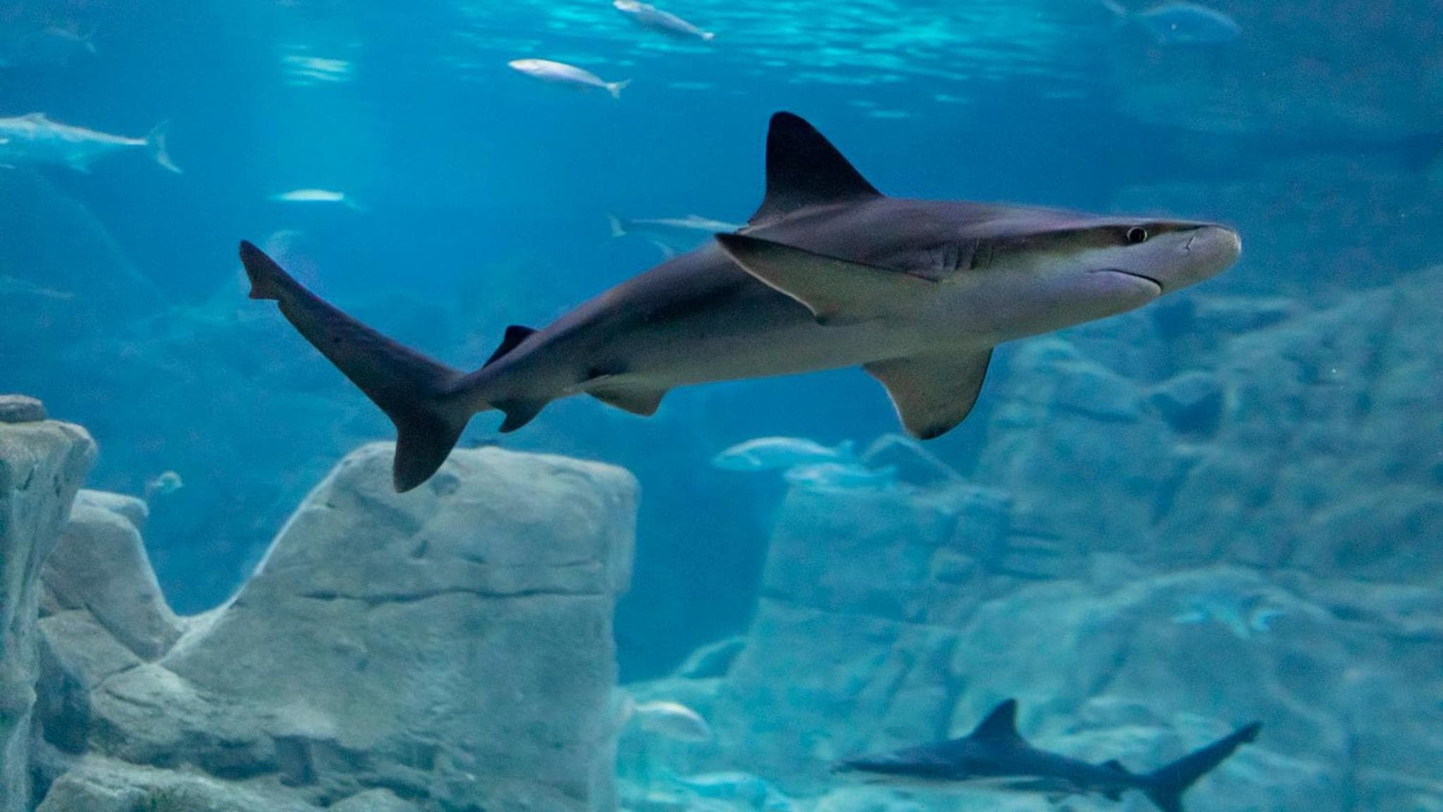 Crowne Plaza Florya Istanbul by IHG hotel, Senlikkoy Mah. Yesilkoy Halkali Cad. No:95, Istanbul, Turkey — photo 147