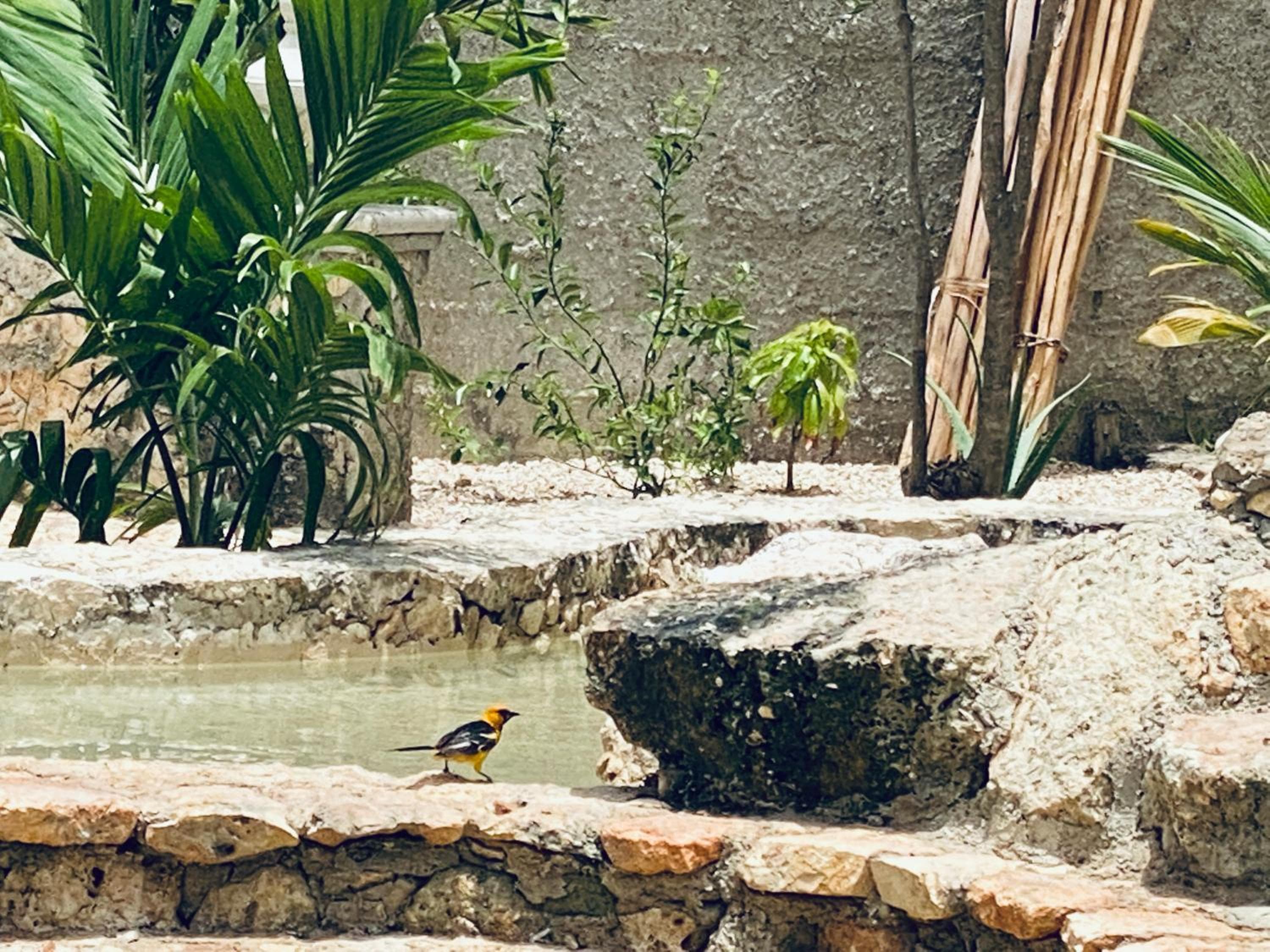 Jaakbal Tulum — 4