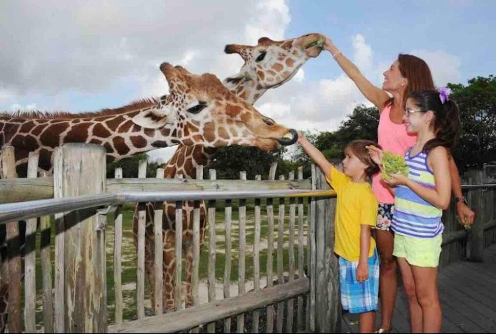 Erstaunliches & gemütliches Duplex in der Nähe des Zoo Miami! — 4