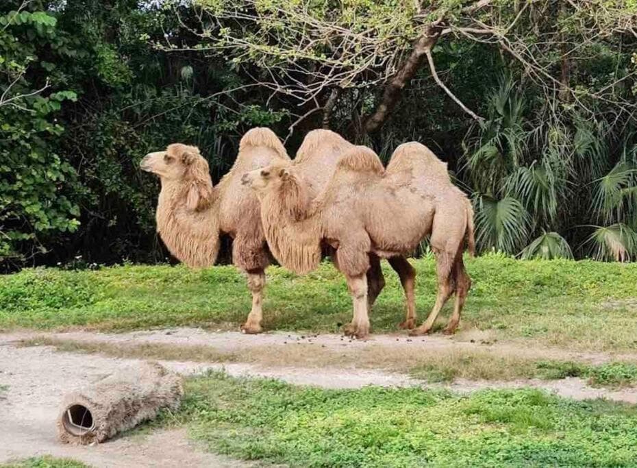 Erstaunliches & gemütliches Duplex in der Nähe des Zoo Miami! — 5