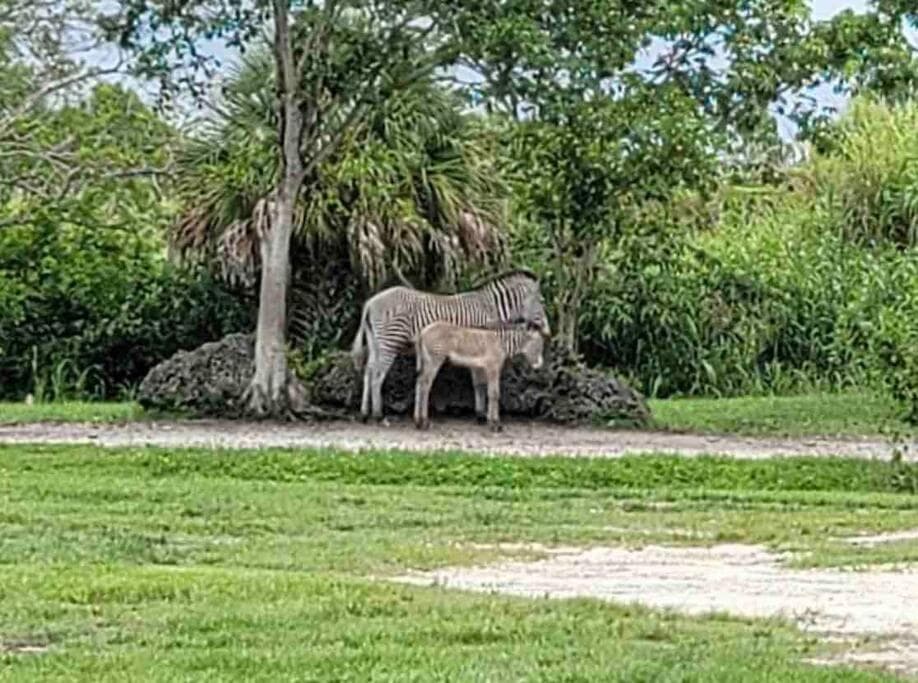 Erstaunliches & gemütliches Duplex in der Nähe des Zoo Miami! — 9