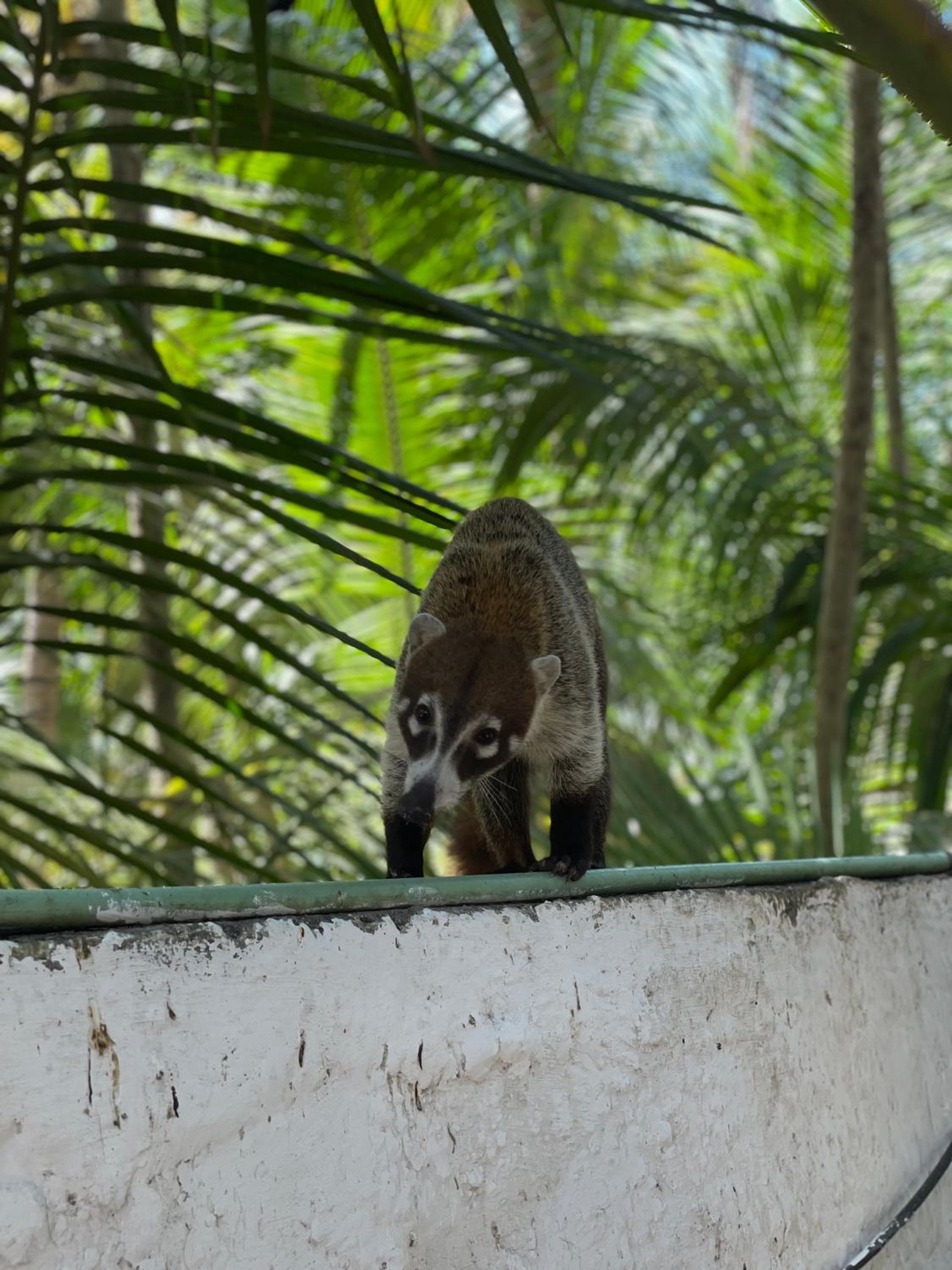 Chavez Eco Beach Camping and Cabañas — 17