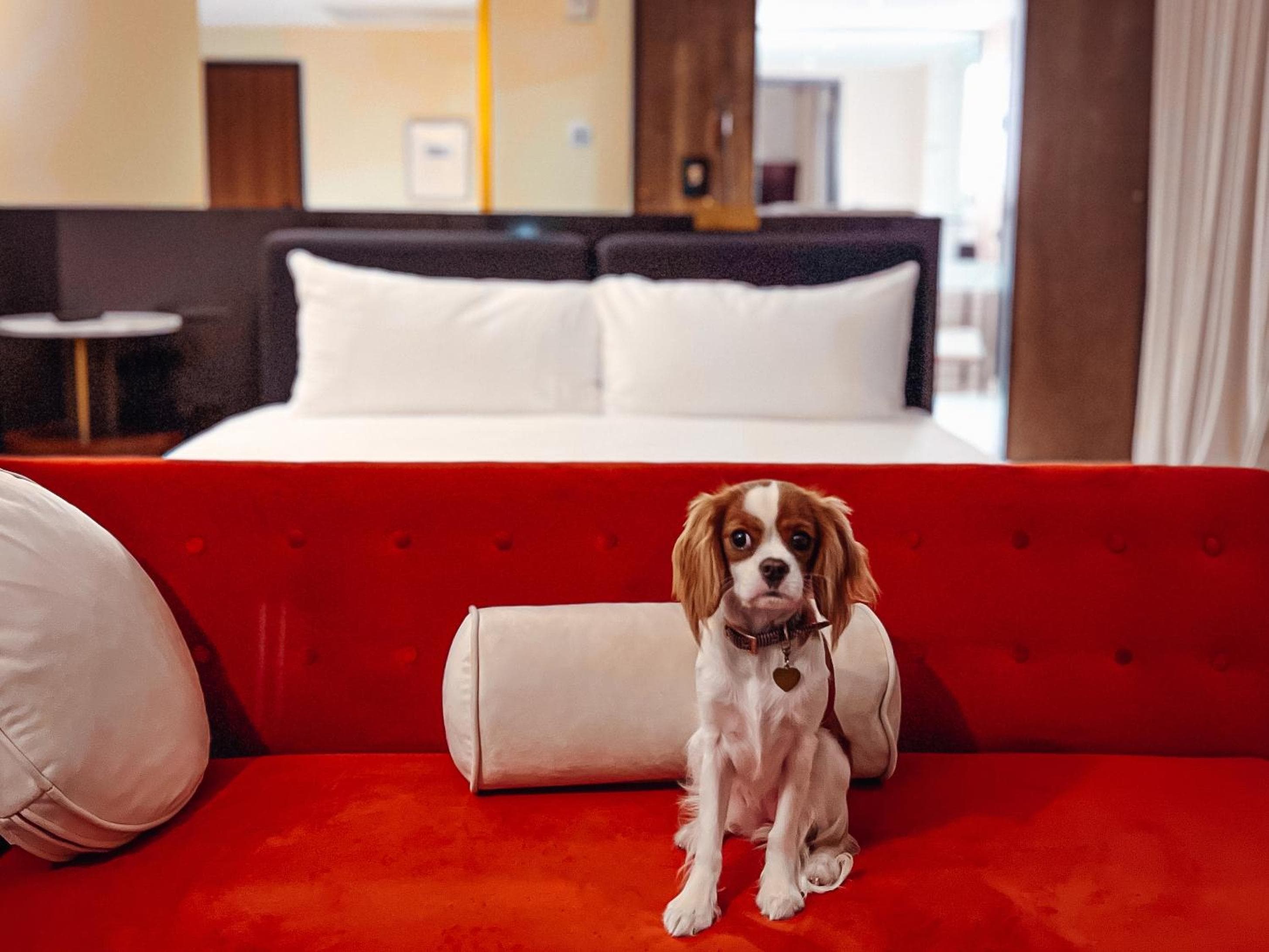 Hotel Haya — 12
