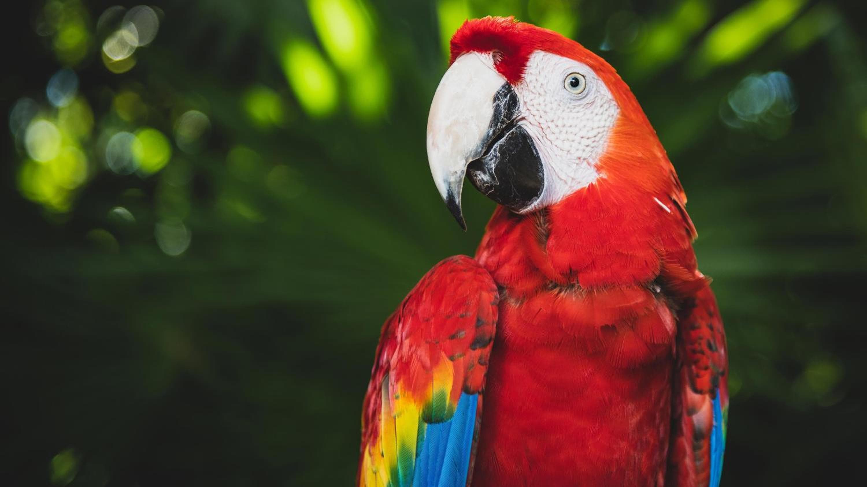 Presidente InterContinental Cancun Resort hotel, Boulevard Kukulkan Km. 7.5, Zona Hotelera, Cancún, Mexico — photo 93