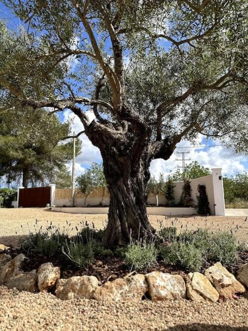Your perfect hideaway only 5 minutes from Ibiza — 6