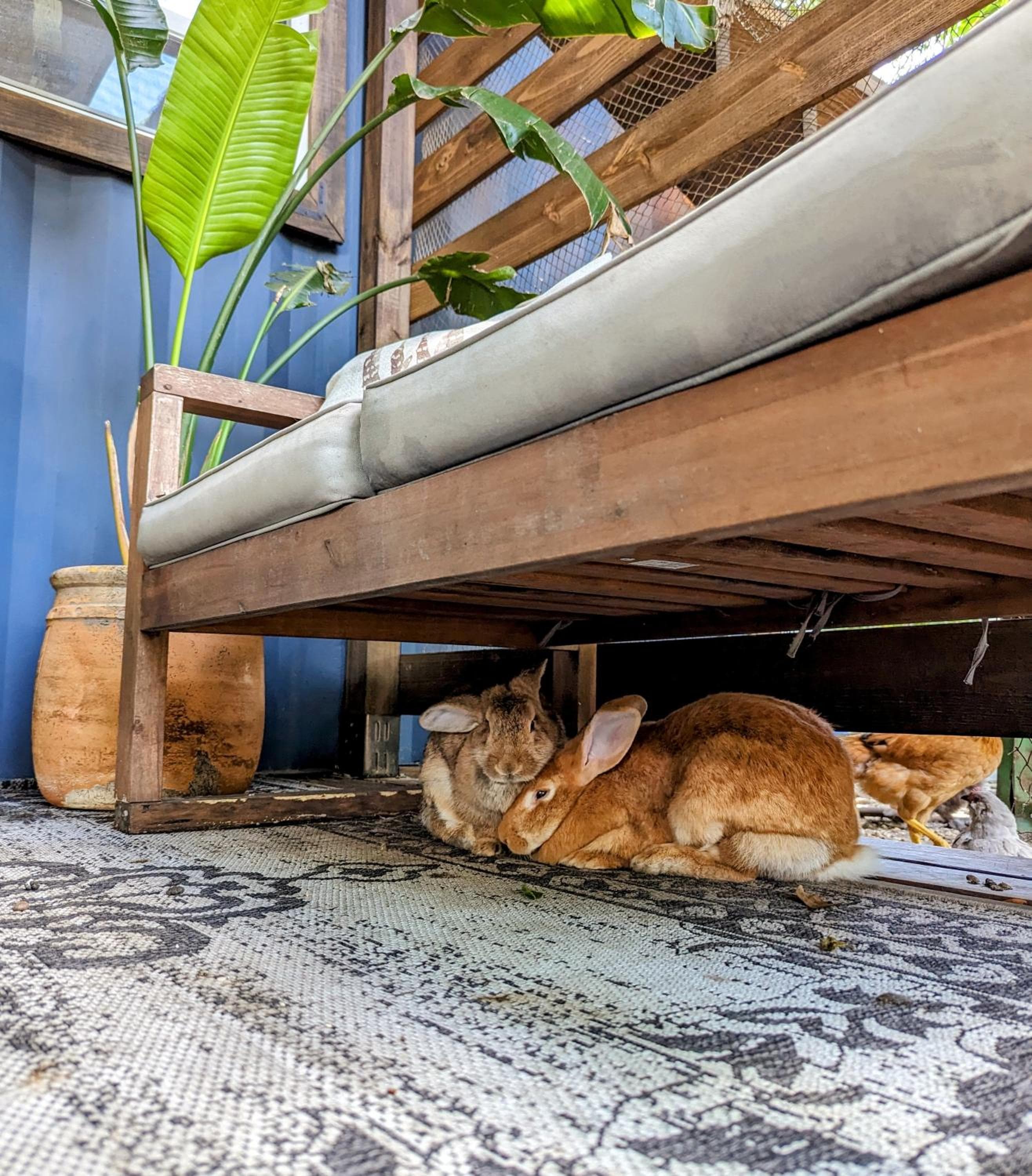 Cozy AF Tiny-House Oasis — 26