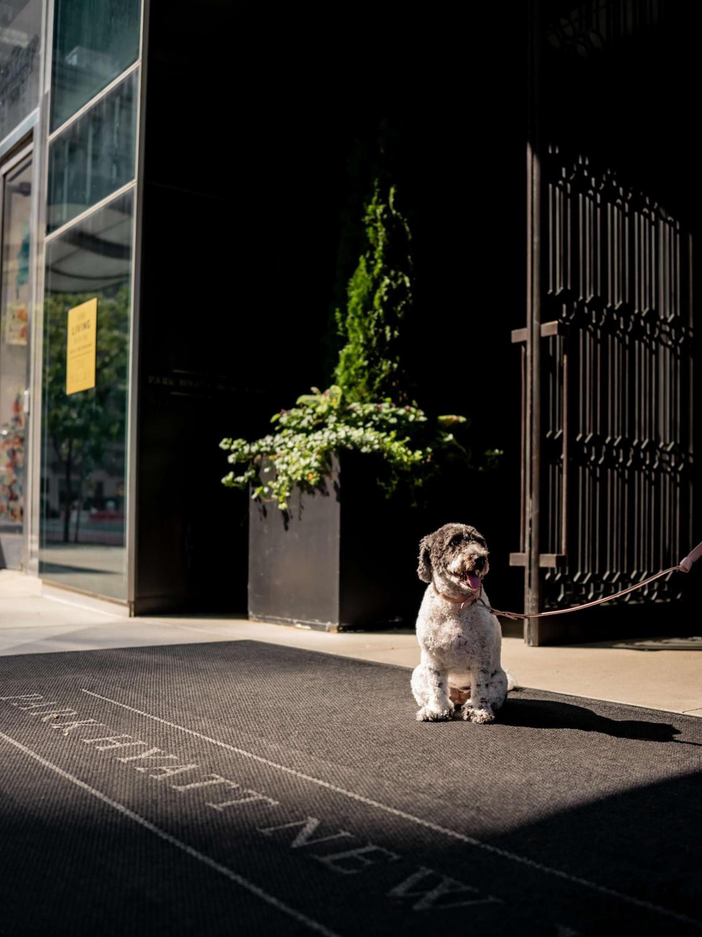Park Hyatt New York — 29