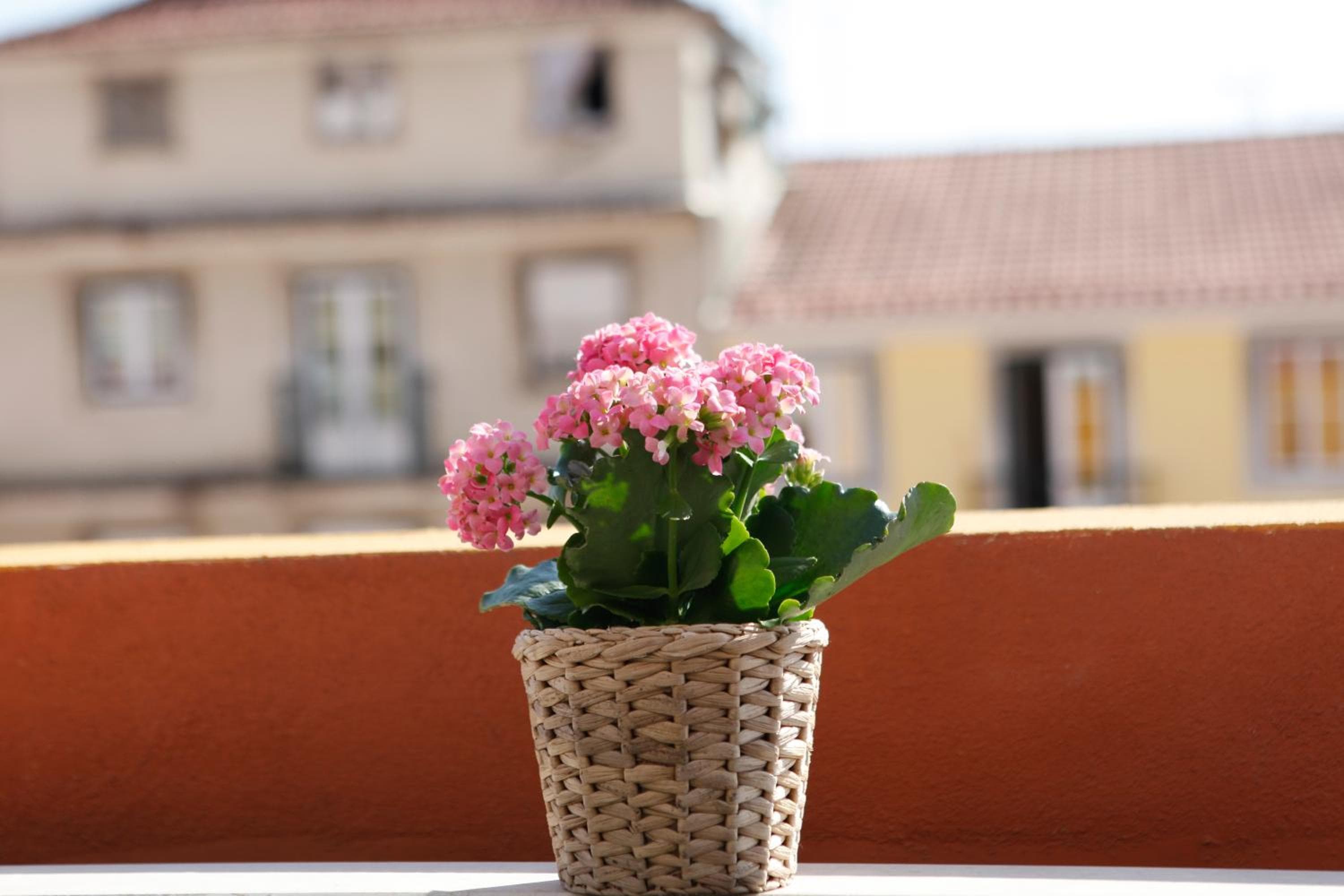 Flores Guest House — 19
