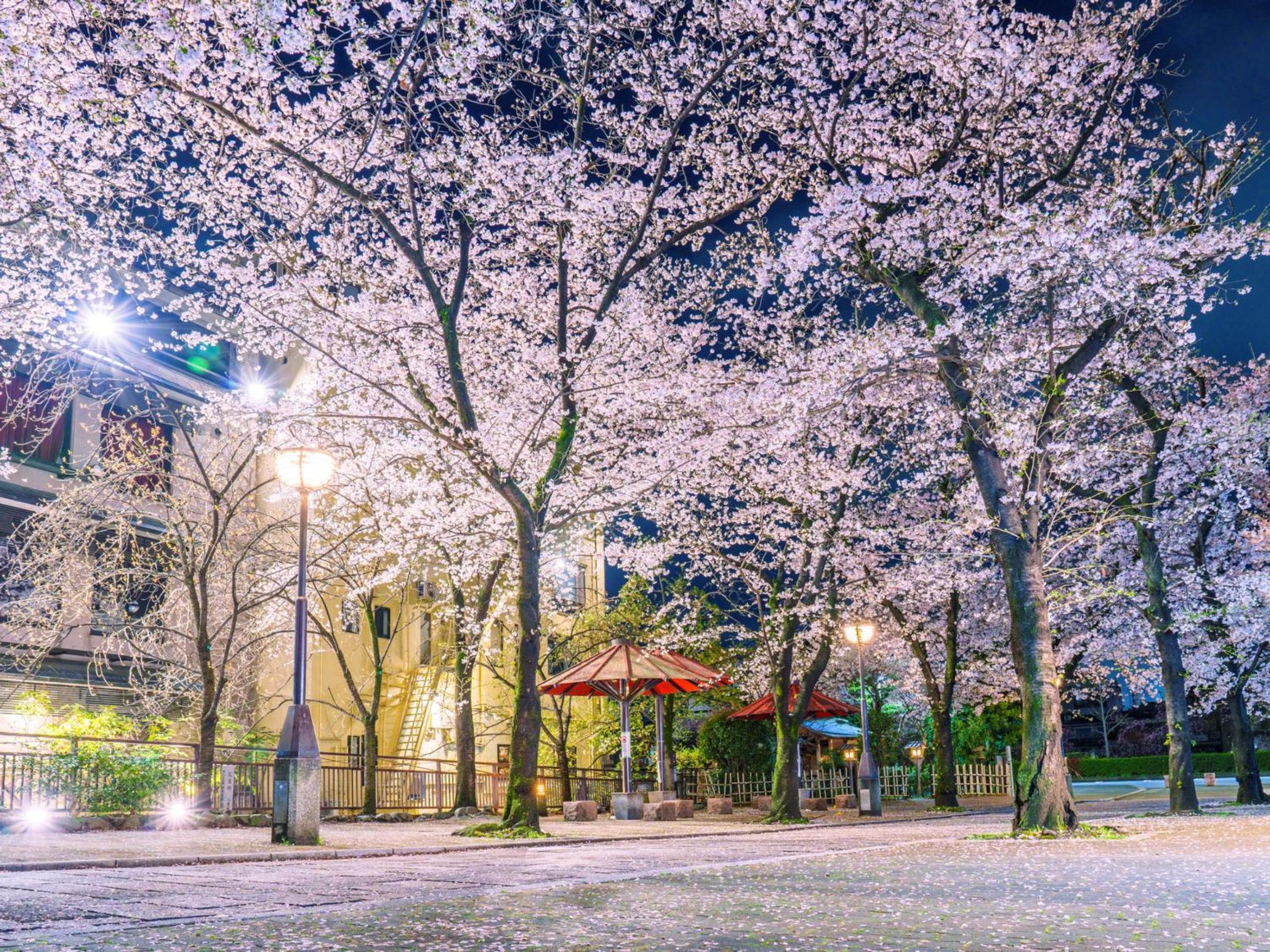 THE BLOSSOM KYOTO hotel, 140-2 Manjujicho, Shimogyo-ku, Kyoto, Japan — photo 17