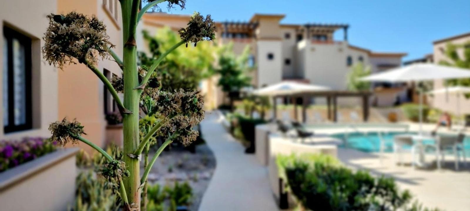 Amazing 2BR Pool/Jacuzzi/Beach/ Resort/10Min Cabo — 3