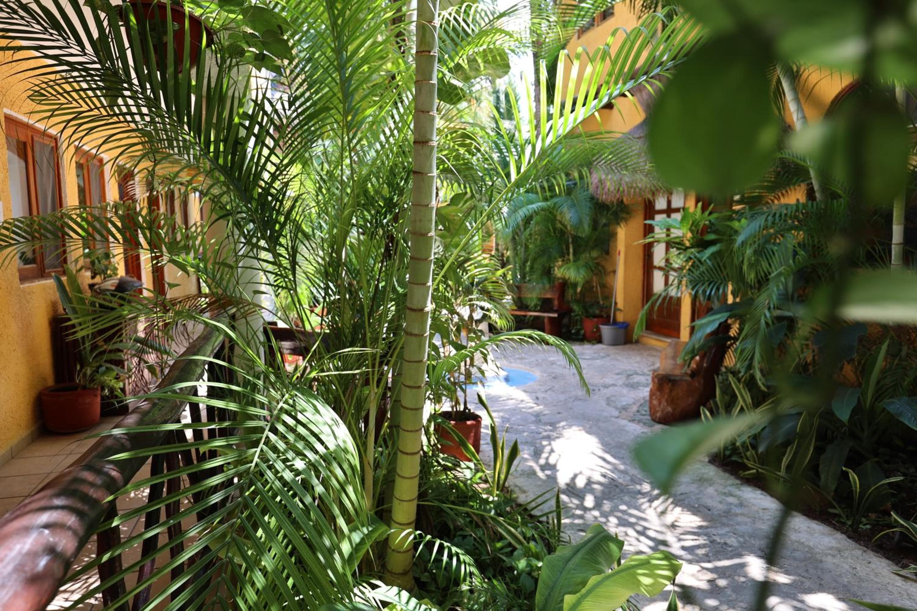 Hotel Bosque Caribe, 5th Av. zone — 27