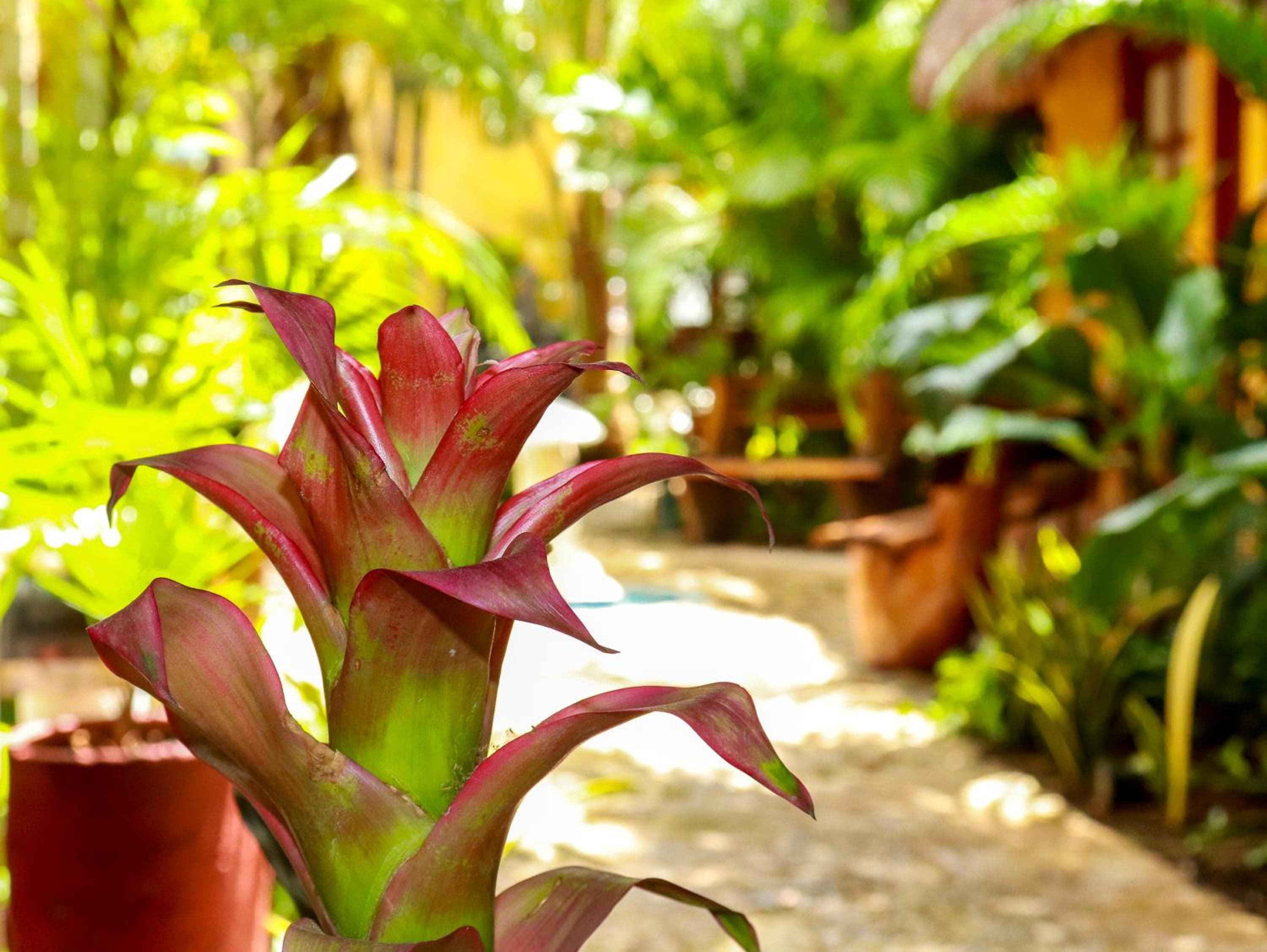 Hotel Bosque Caribe, 5th Av. zone — 9