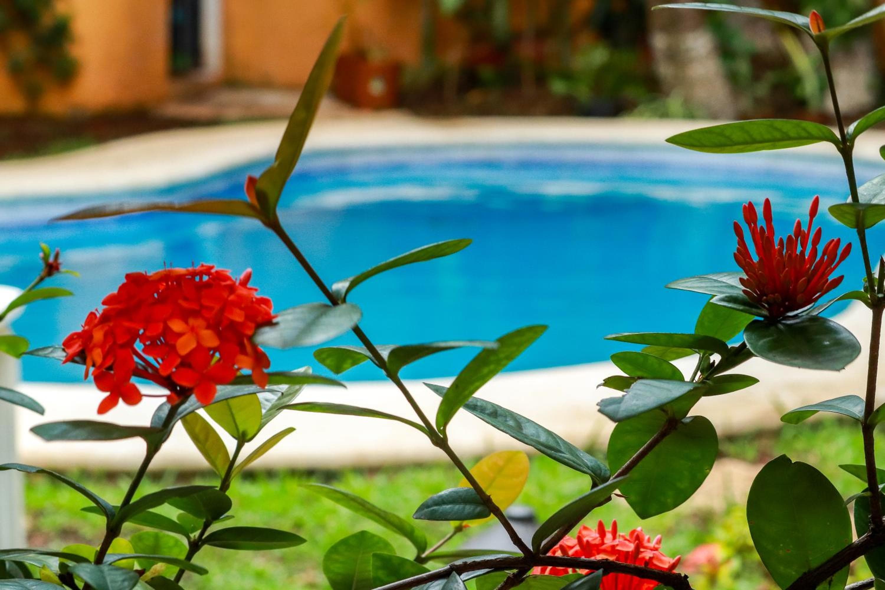 Hotel Bosque Caribe, 5th Av. zone — 22