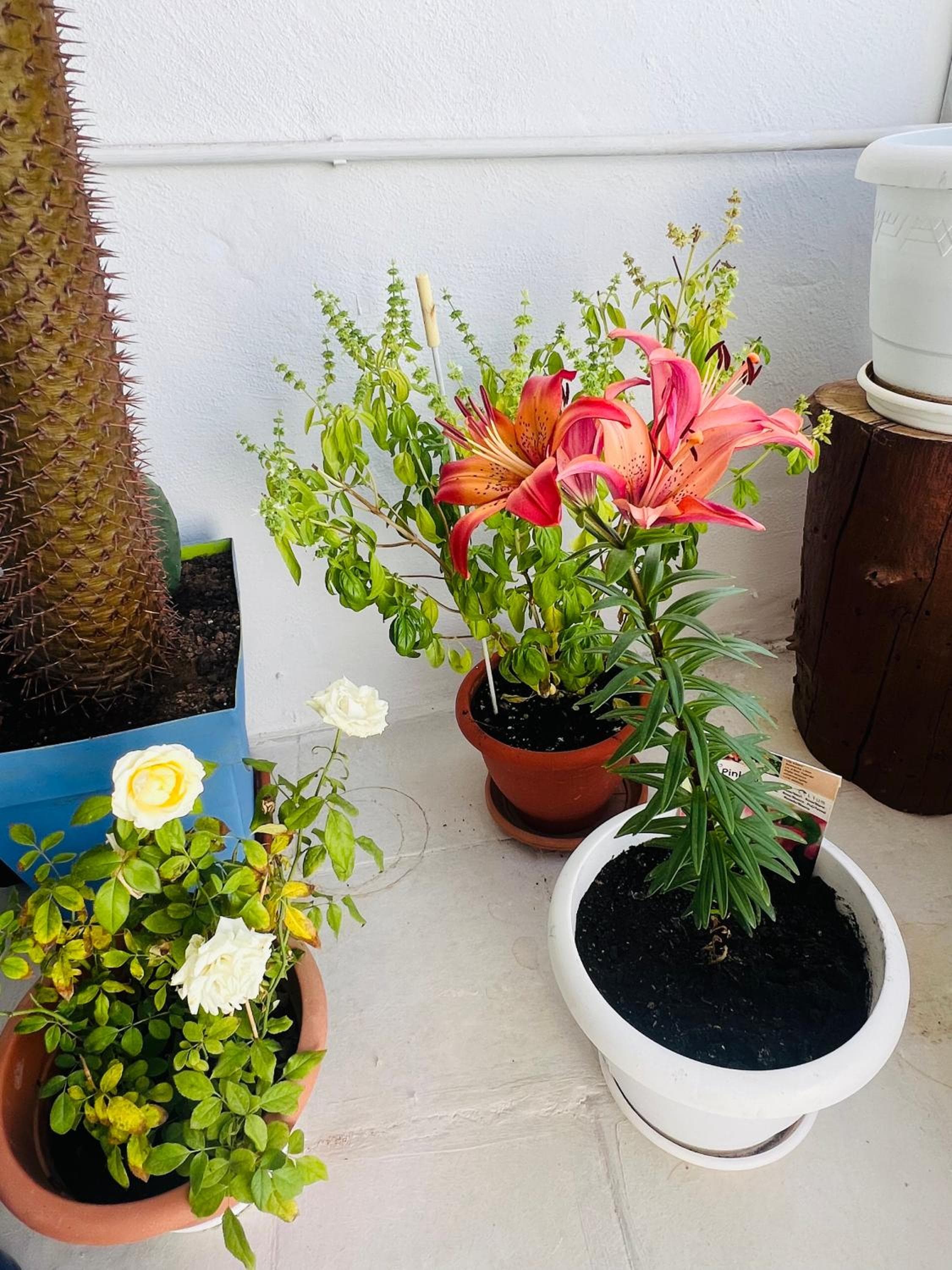 Casa Ohana — 3