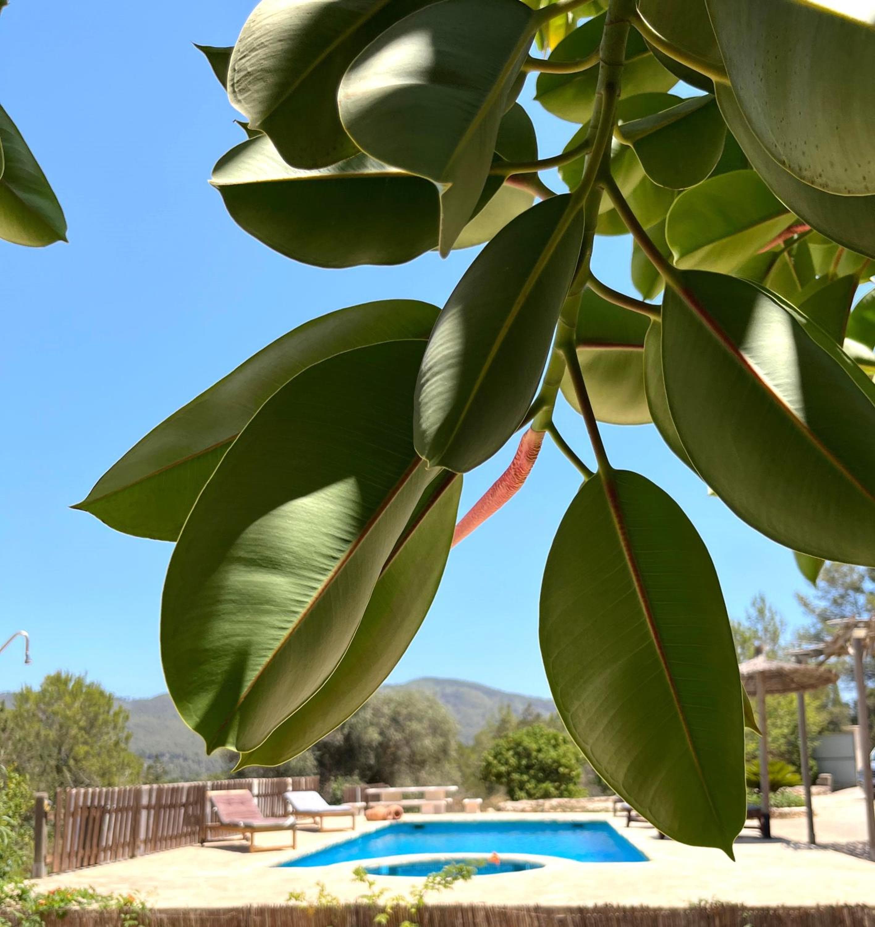 Villa Can Mestreso Suite Ibiza — 4